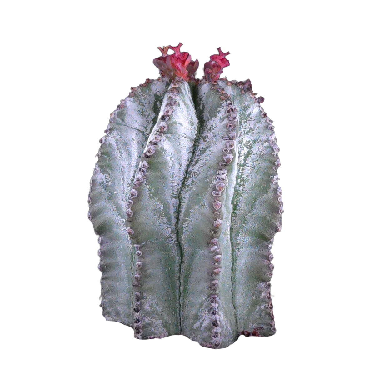 Euphorbia polygona 'Azure' (WA Prohibited)
