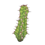 Euphorbia pseudocactus (WA Prohibited)