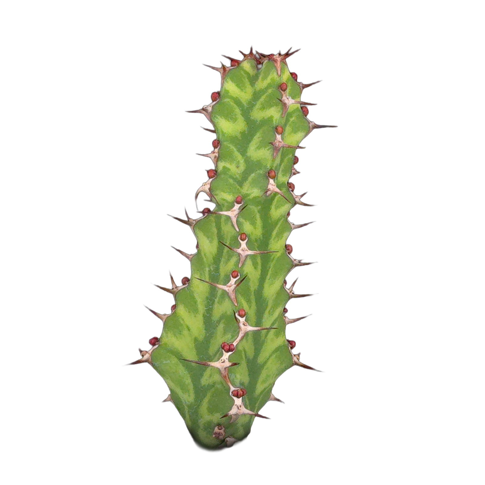 Euphorbia pseudocactus (WA Prohibited)