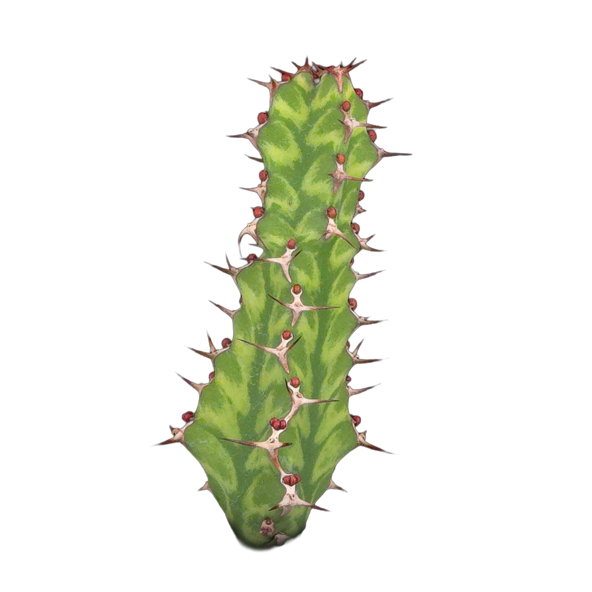 Euphorbia pseudocactus (WA Prohibited)