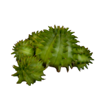 Euphorbia suzannae