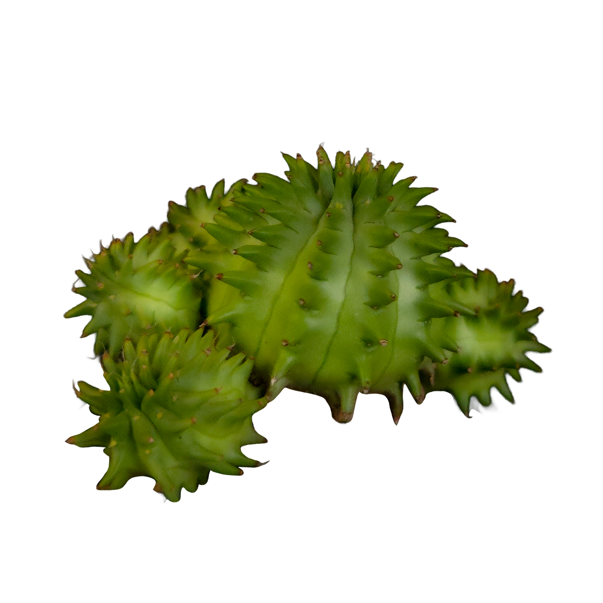 Euphorbia suzannae