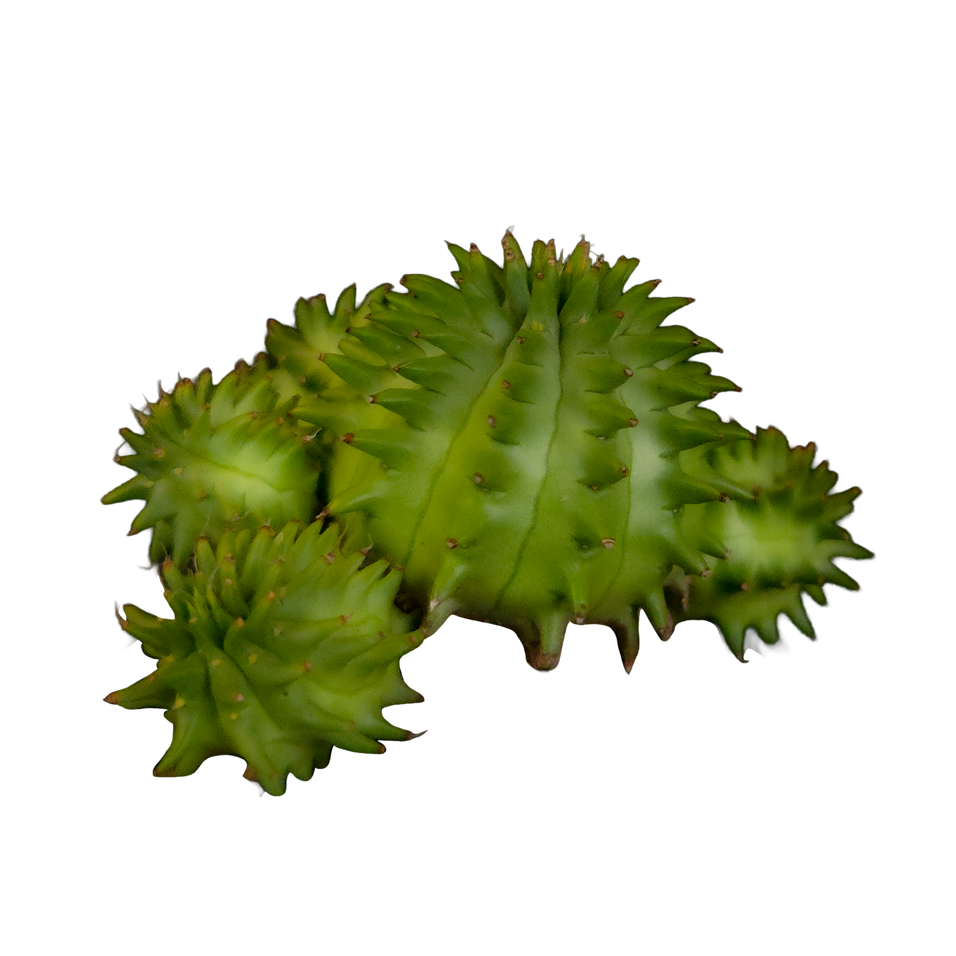Euphorbia suzannae