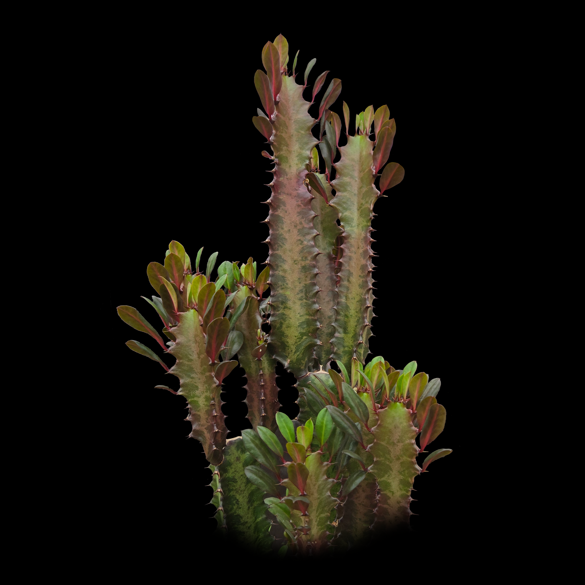 Euphorbia trigona 'Red Form' (Not for WA)