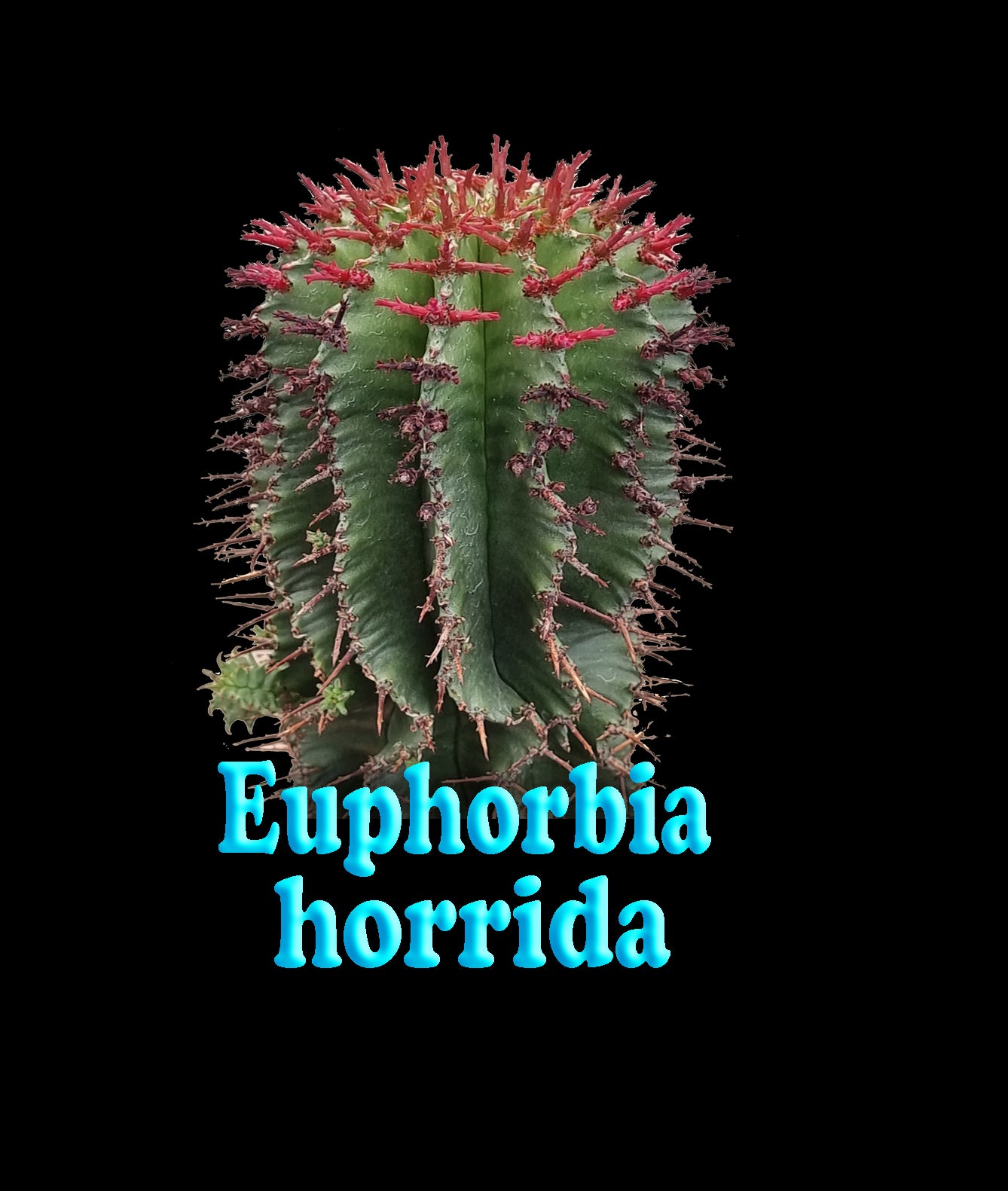 Euphorbia horrida (NOT FOR WA)