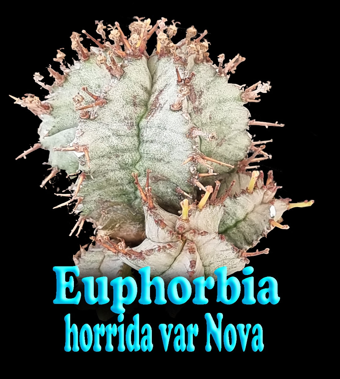 Euphorbia horrida variety Nova (NOT FOR WA)