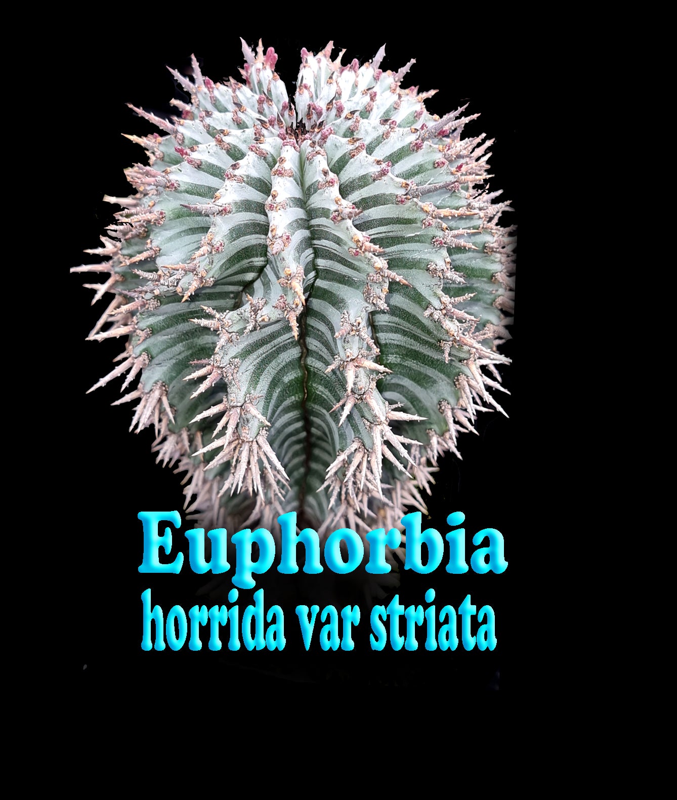 Euphorbia horrida variety Striata (NOT FOR WA)