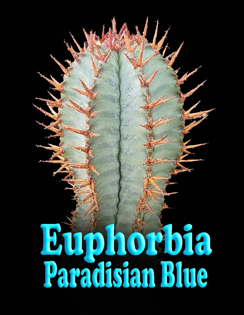 Euphorbia polygona 'Paradisian Blue' (NOT FOR WA)