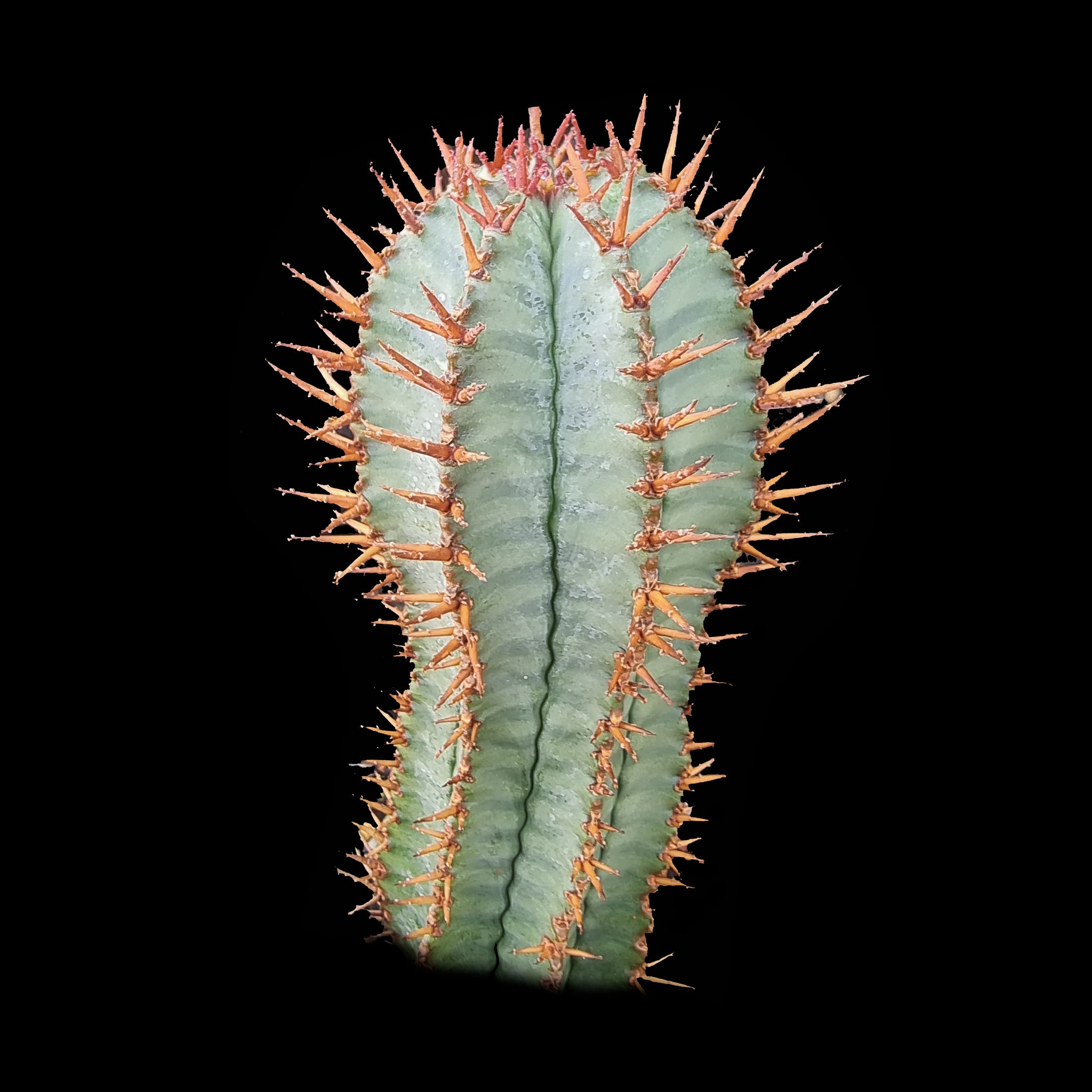 Euphorbia polygona 'Paradisian Blue' (NOT FOR WA)