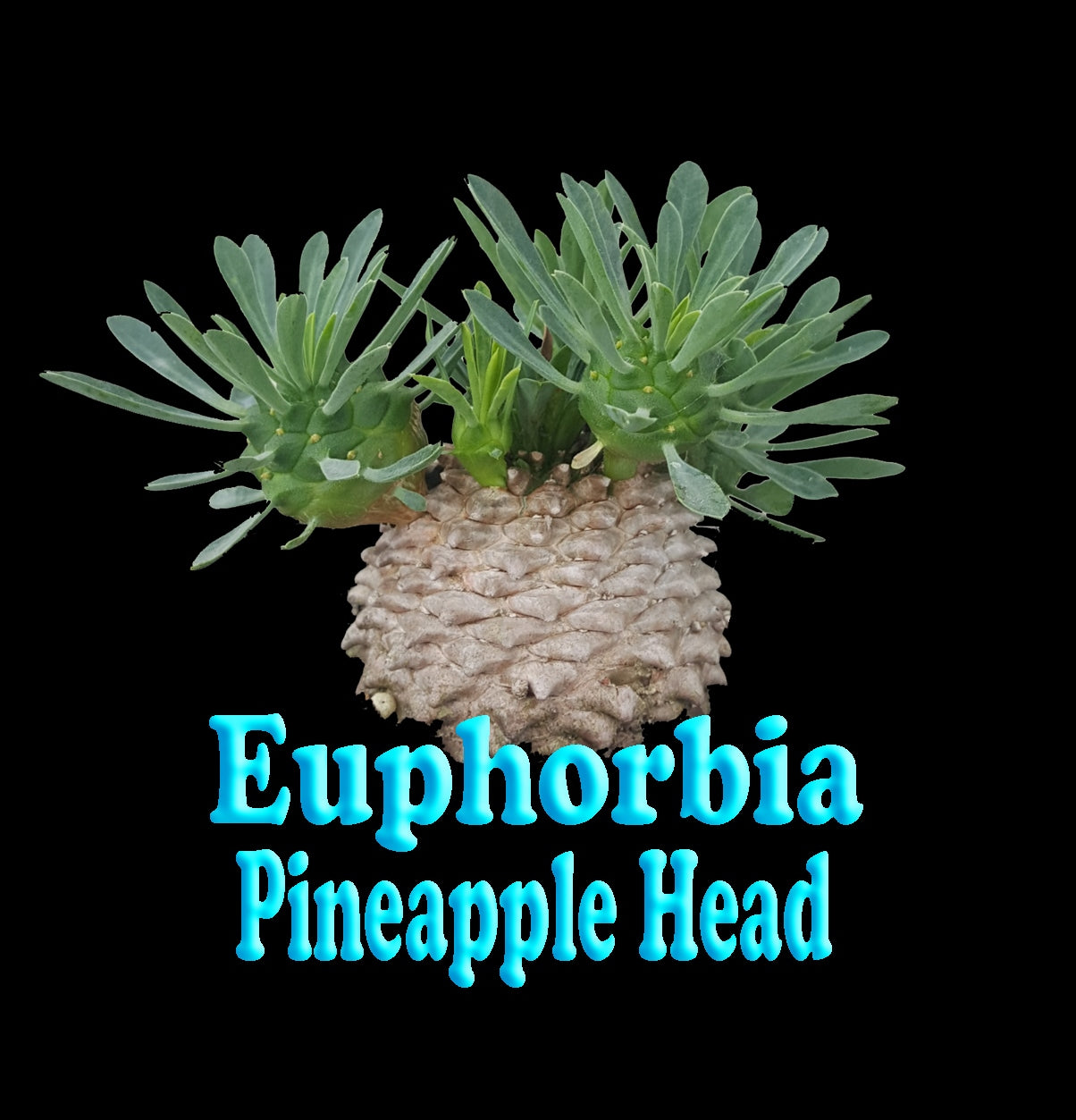 Euphorbia 'Pineapple Head' (NOT FOR WA)