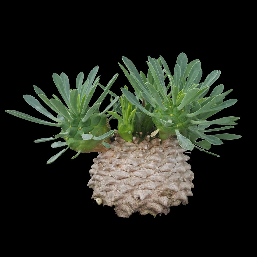 Euphorbia 'Pineapple Head' - The Unique Crested Succulent (Not for WA)