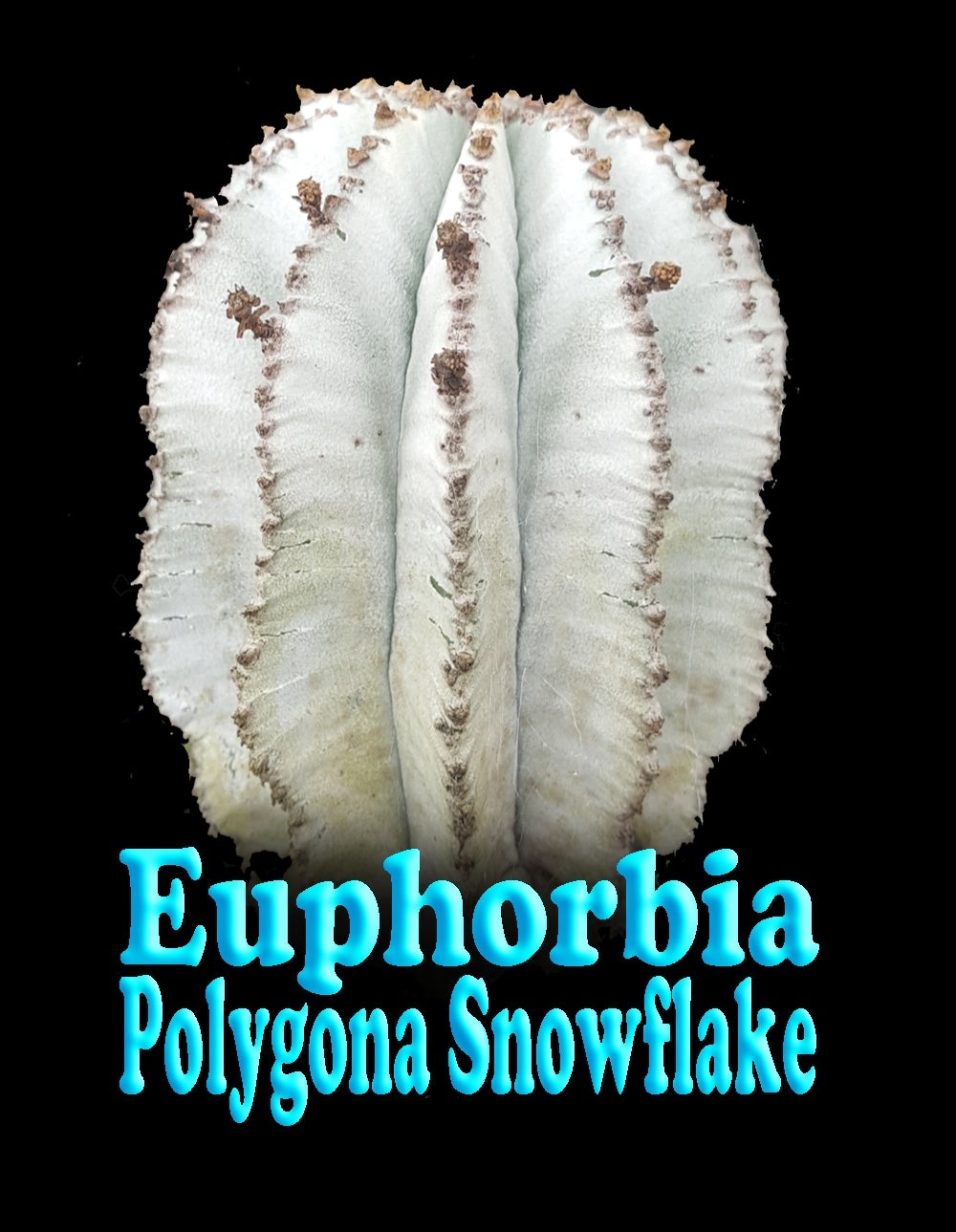 Euphorbia polygona 'Snowflake' (NOT FOR WA)