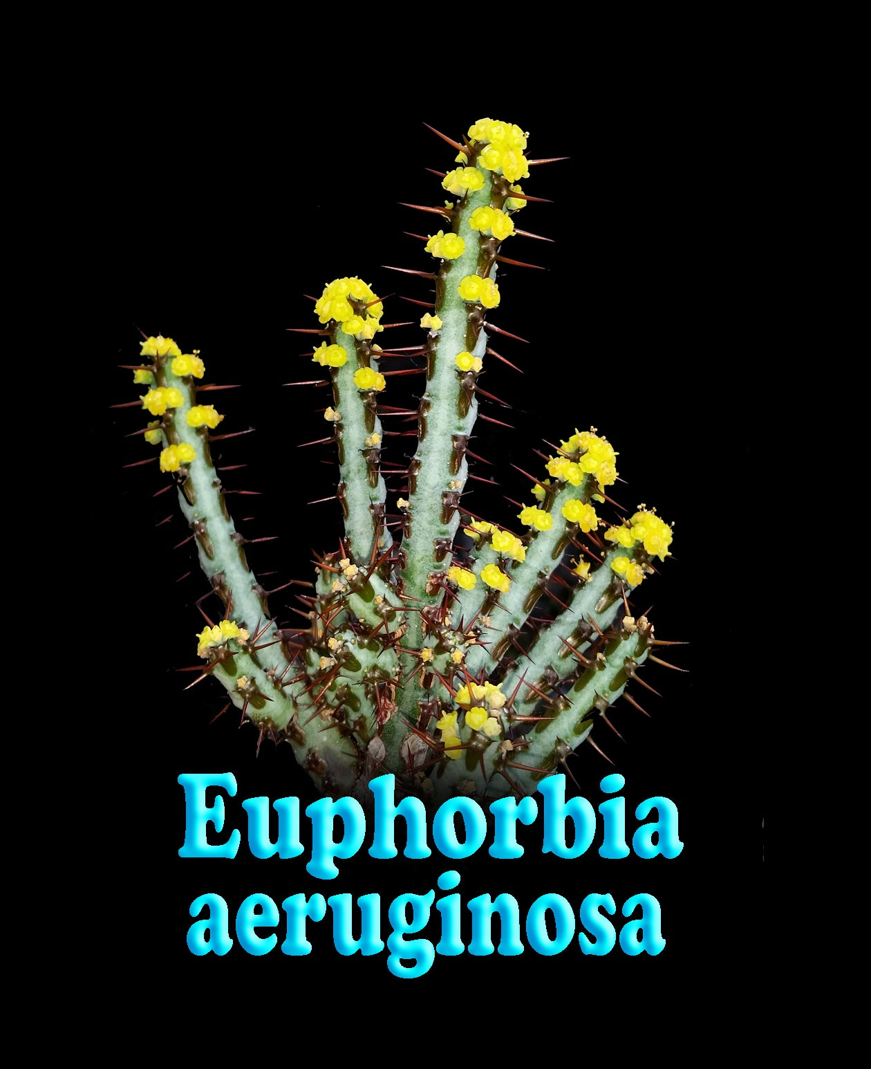 Euphorbia aeruginosa - The Cobalt Starfish