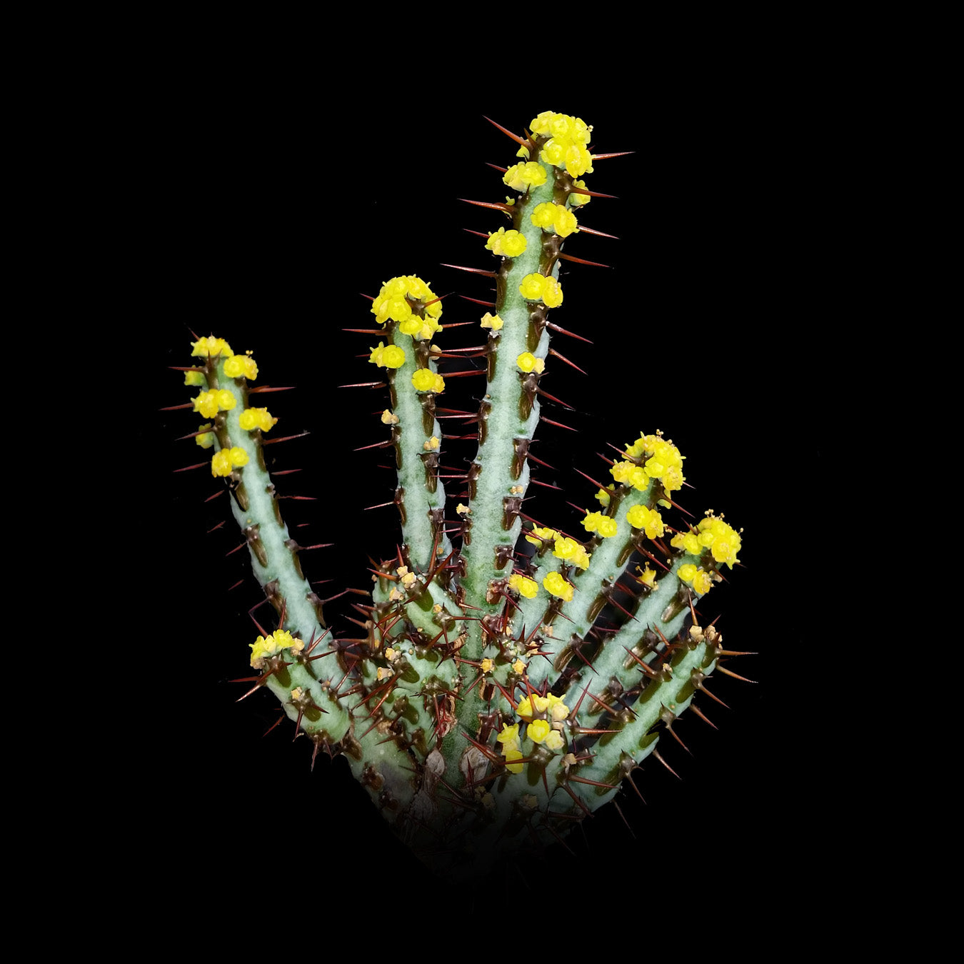 Euphorbia aeruginosa - The Cobalt Starfish