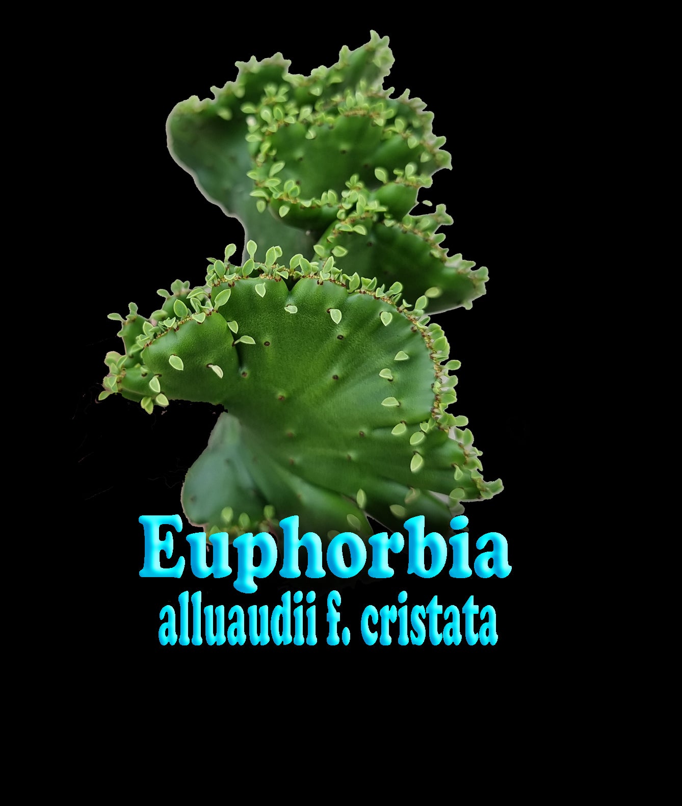 Euphorbia alluaudii cristata (NOT FOR WA)