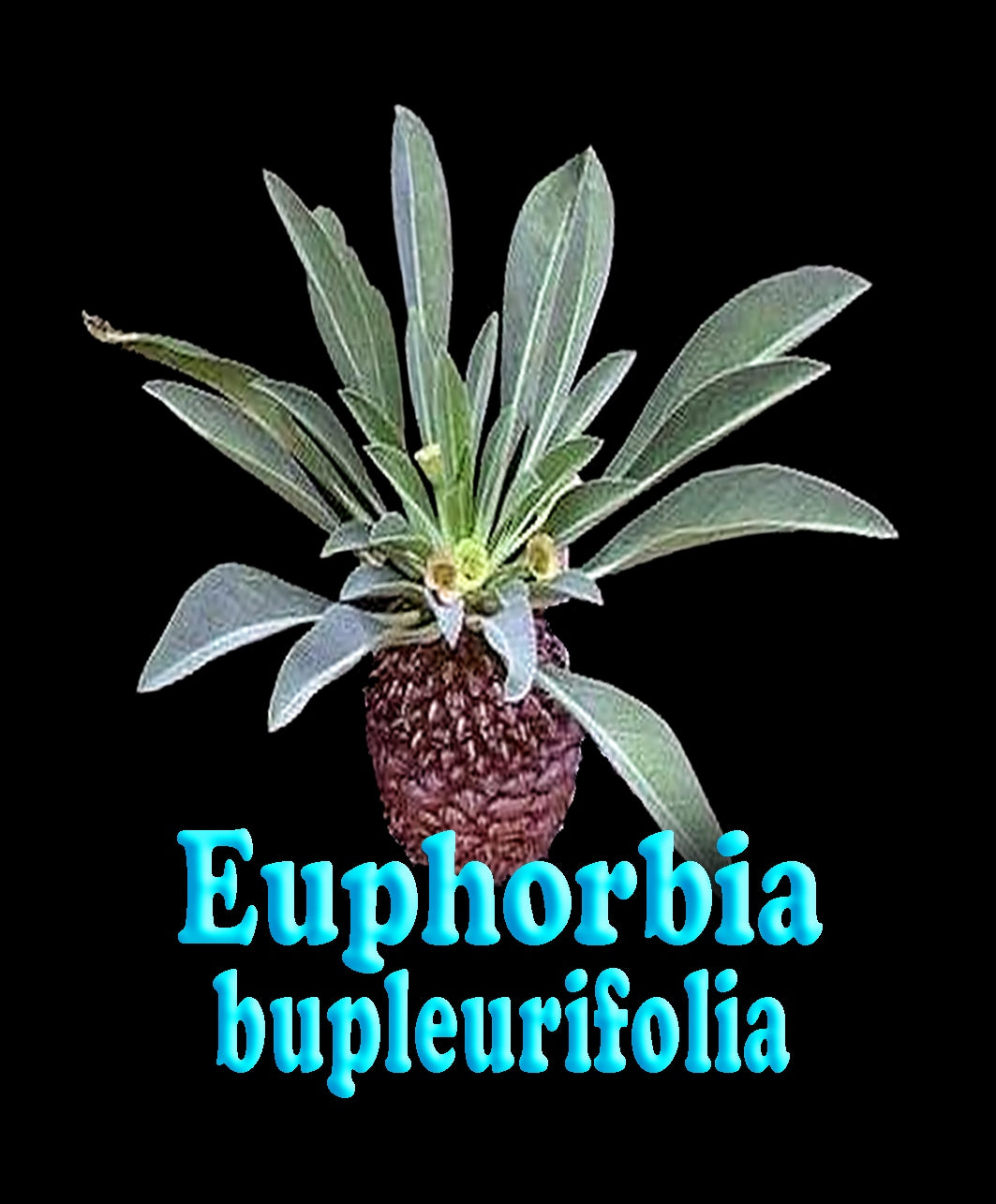 Euphorbia bupleurifolia (NOT FOR WA)