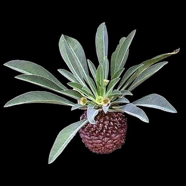 Euphorbia bupleurifolia - The Pineapple Spurge