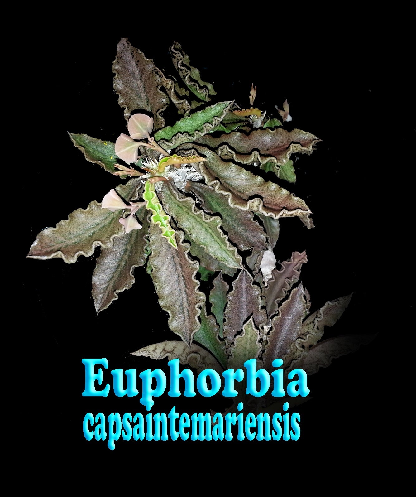 Euphorbia capsaintmariensis (NOT FOR WA)