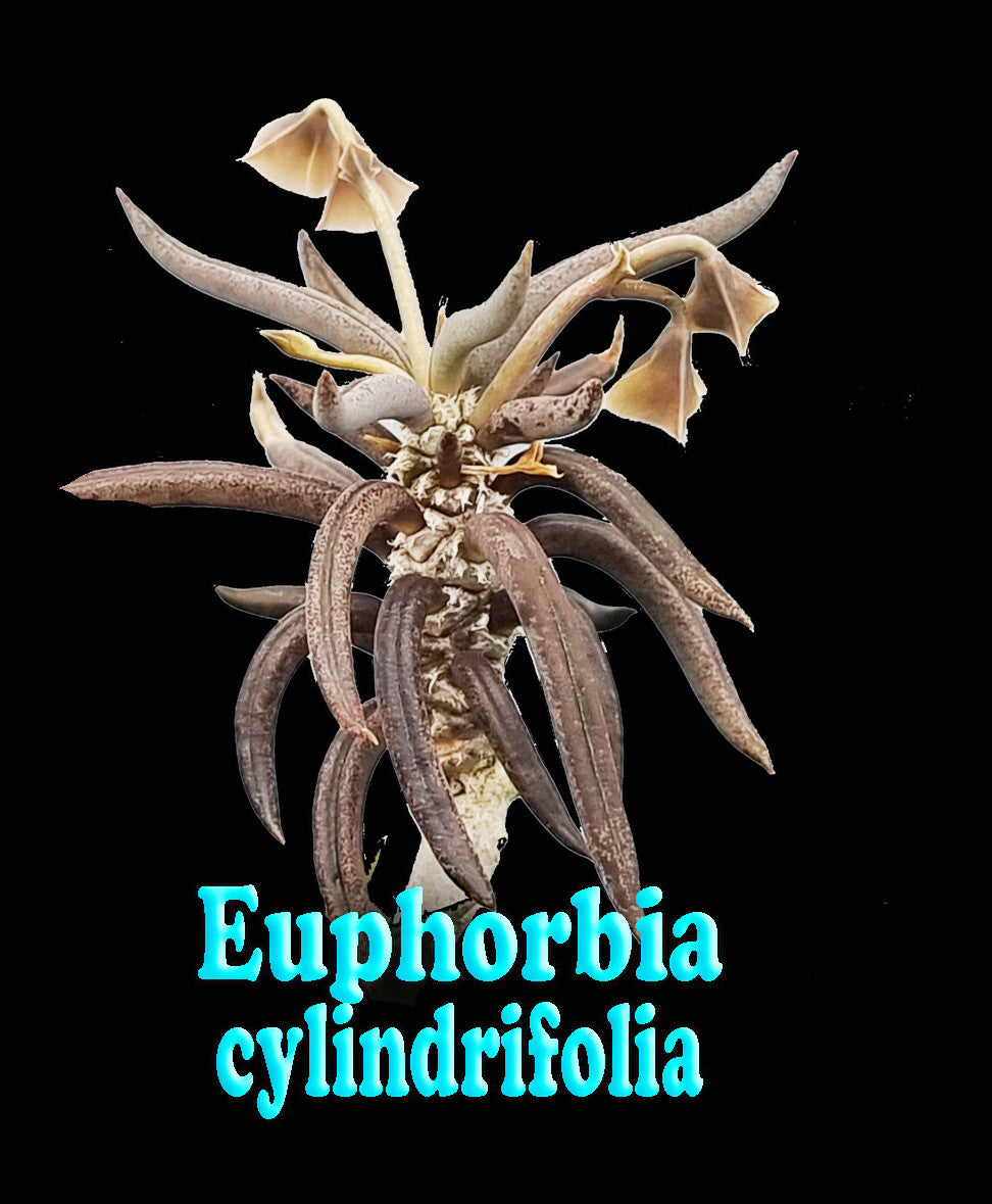 Euphorbia cylindrifolia (NOT FOR WA)