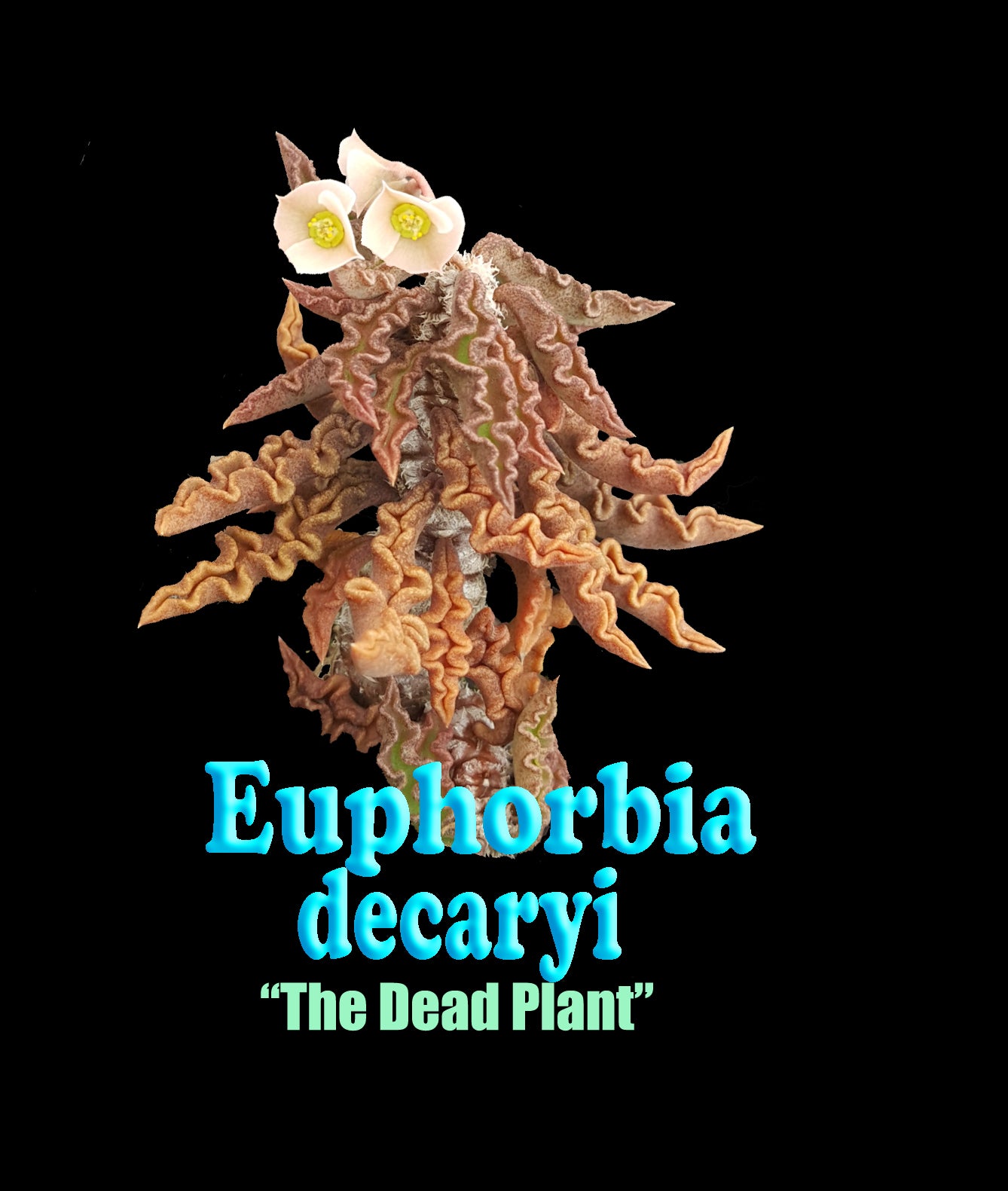 Euphorbia decaryi 'The Dead Plant' (NOT FOR WA)