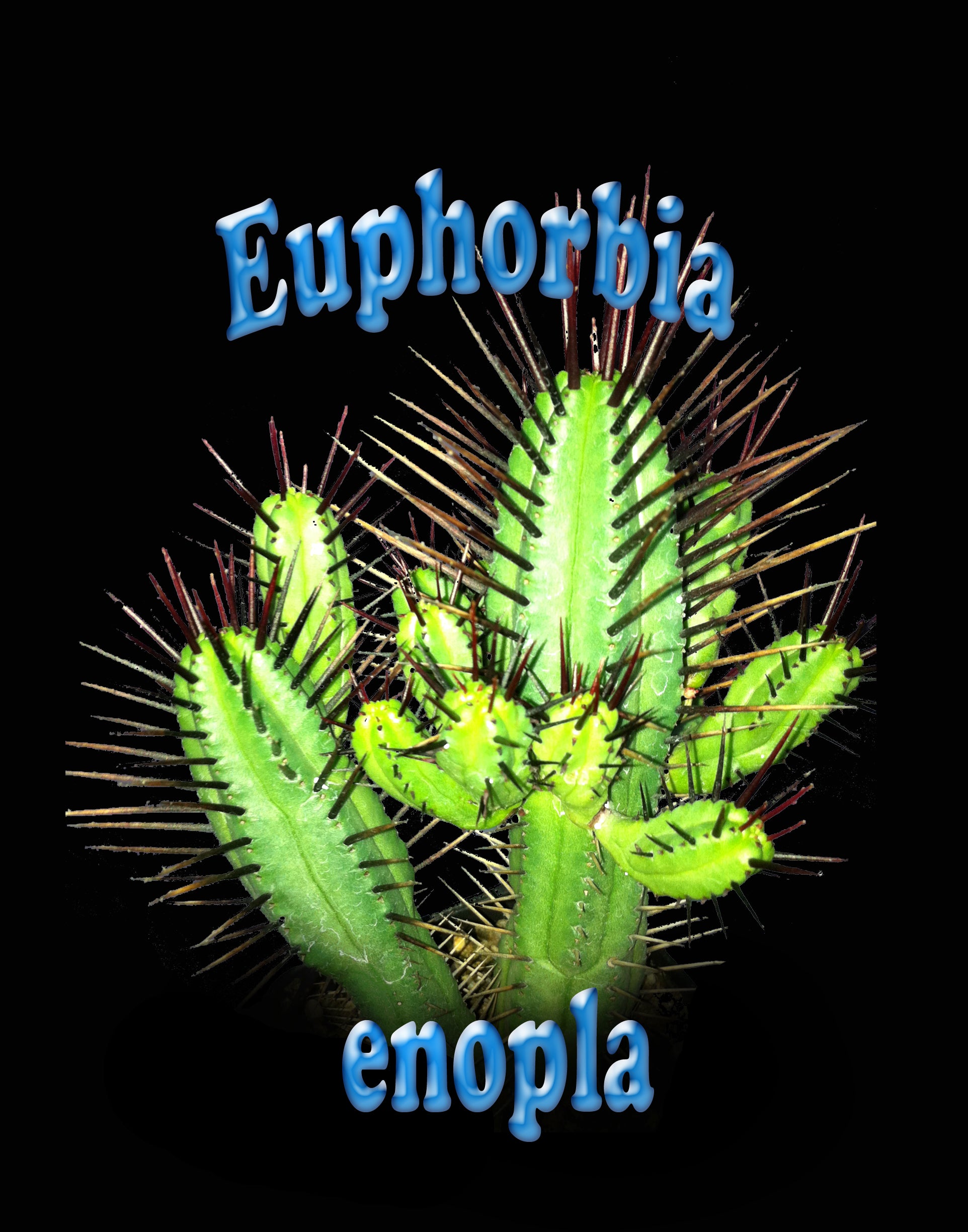 Euphorbia enopla - The Pincushion Spurge