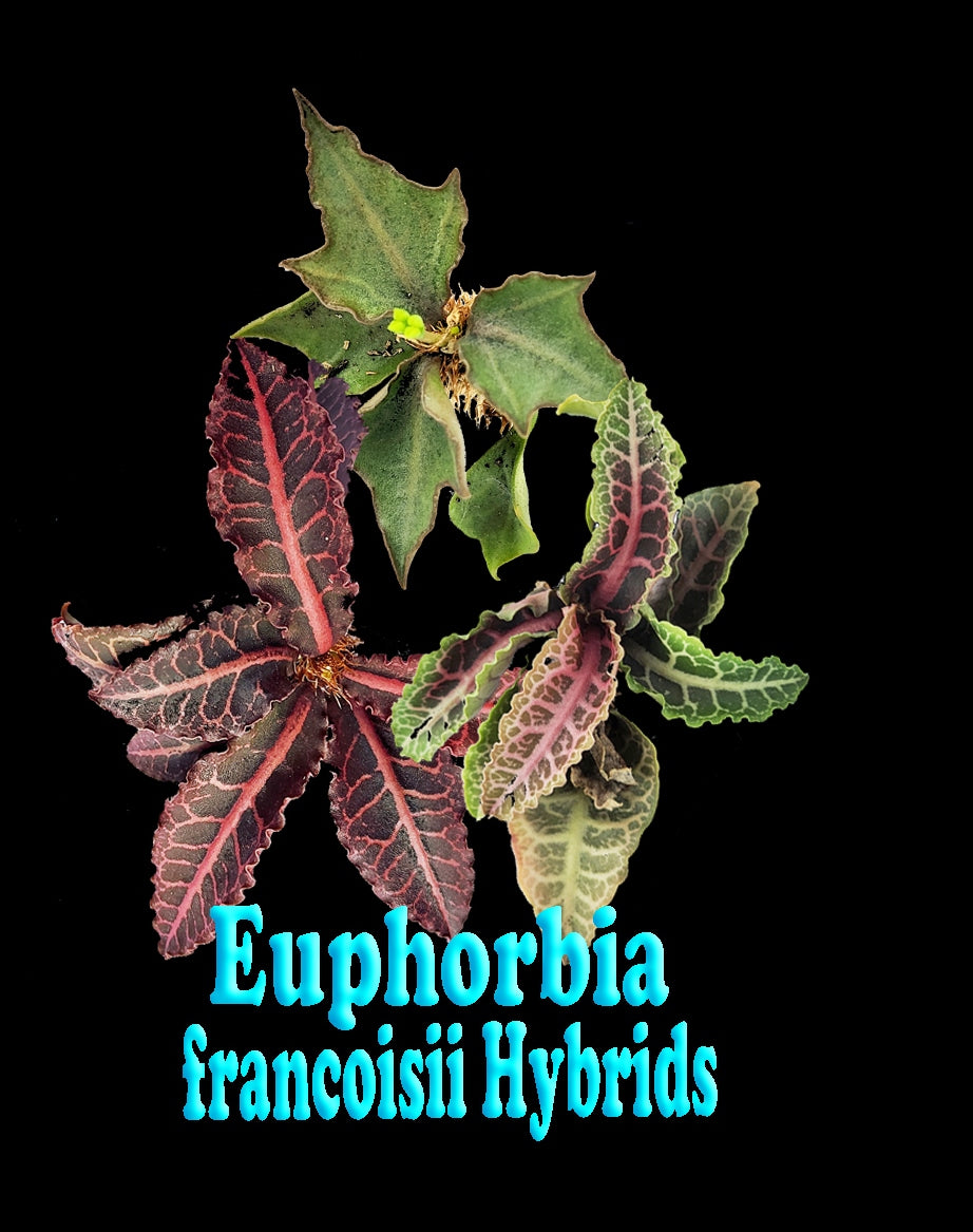 Euphorbia francoisii Hybrids (NOT FOR WA)