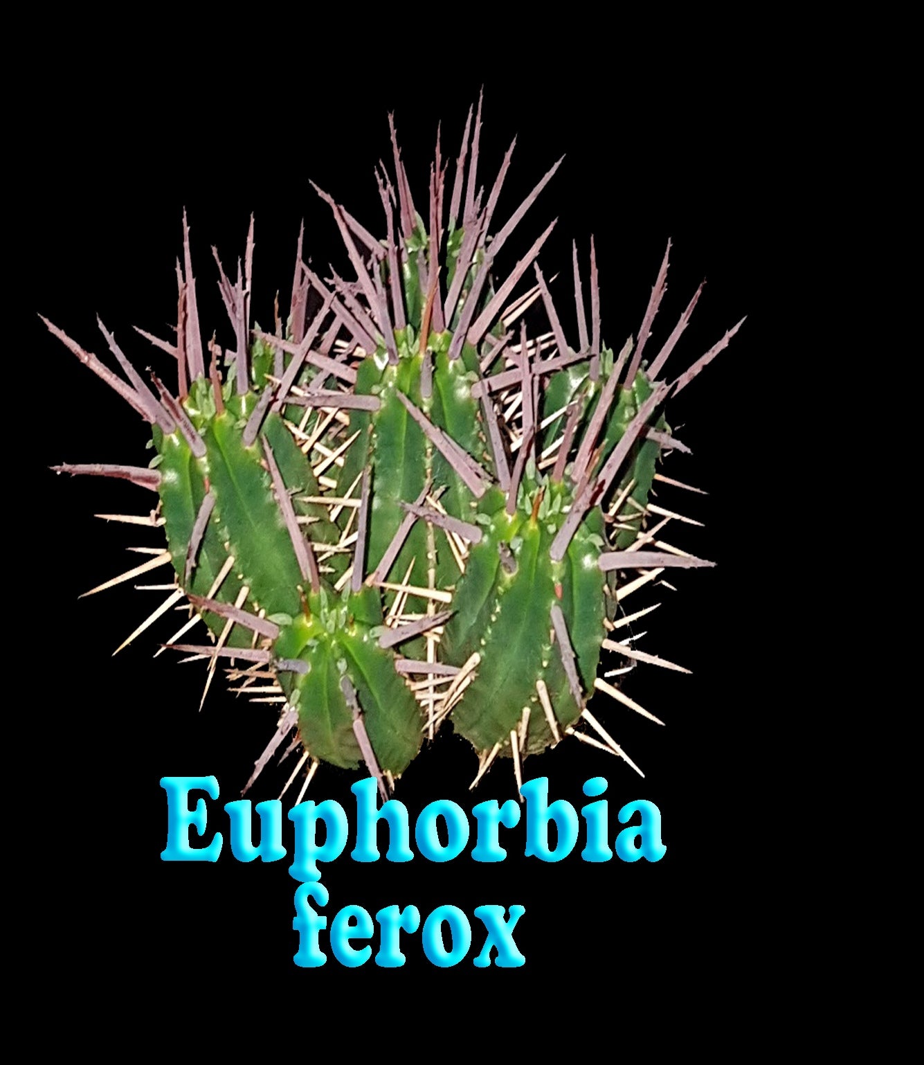 Euphorbia ferox (NOT FOR WA)