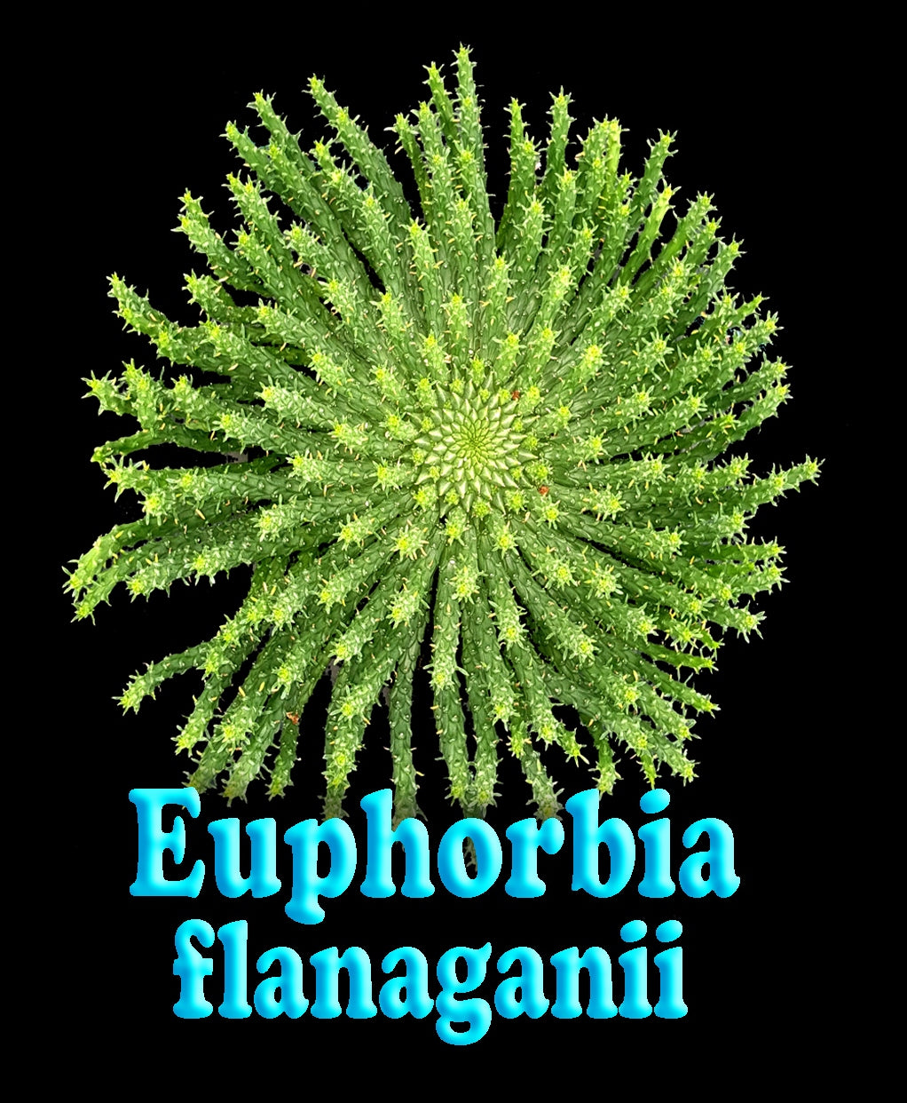 Euphorbia flanaganii 'Medusa head' (NOT FOR WA)