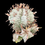 Euphorbia horrida variety Nova (NOT FOR WA)