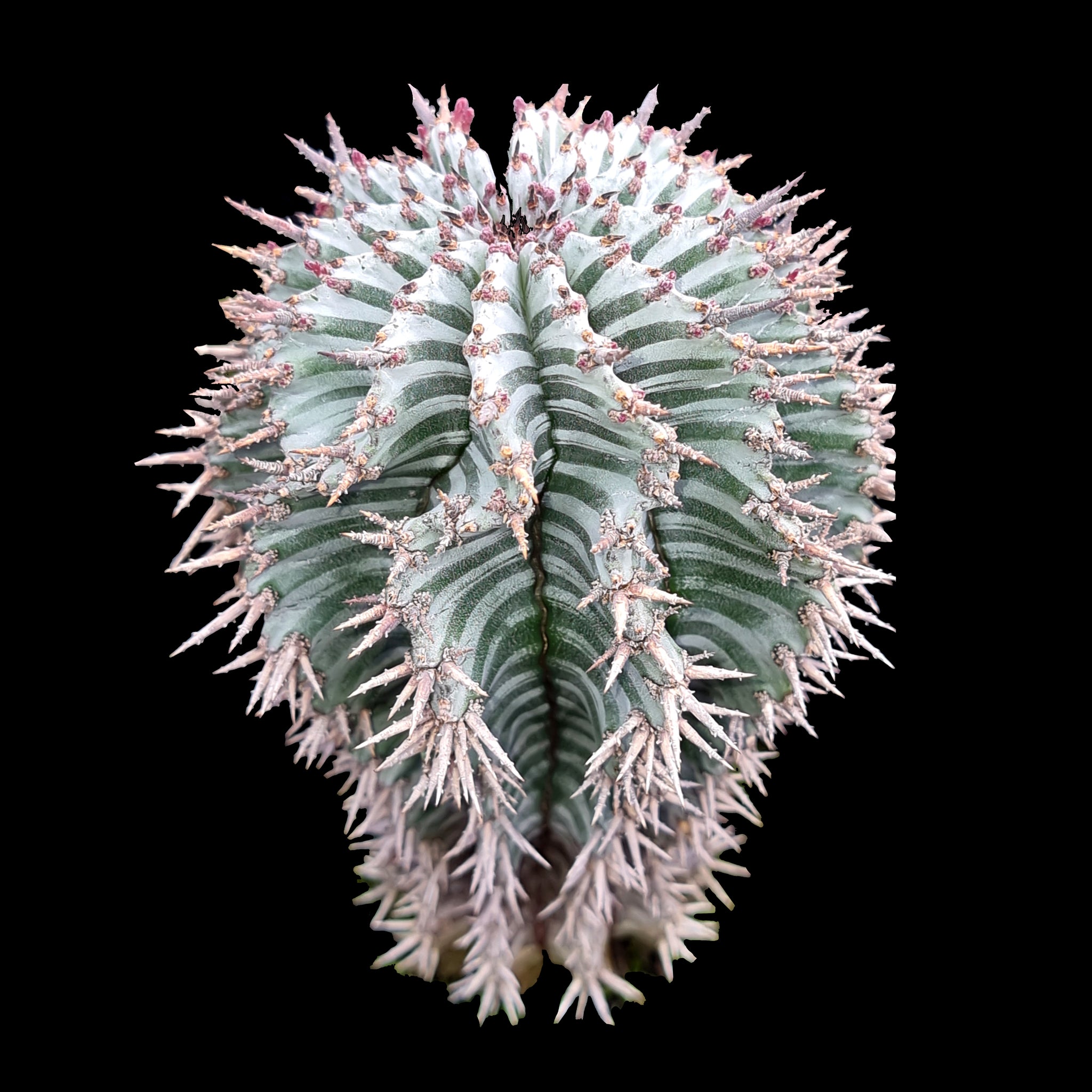 Euphorbia horrida variety Striata (NOT FOR WA)