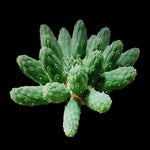 Euphorbia inermis (NOT FOR WA)