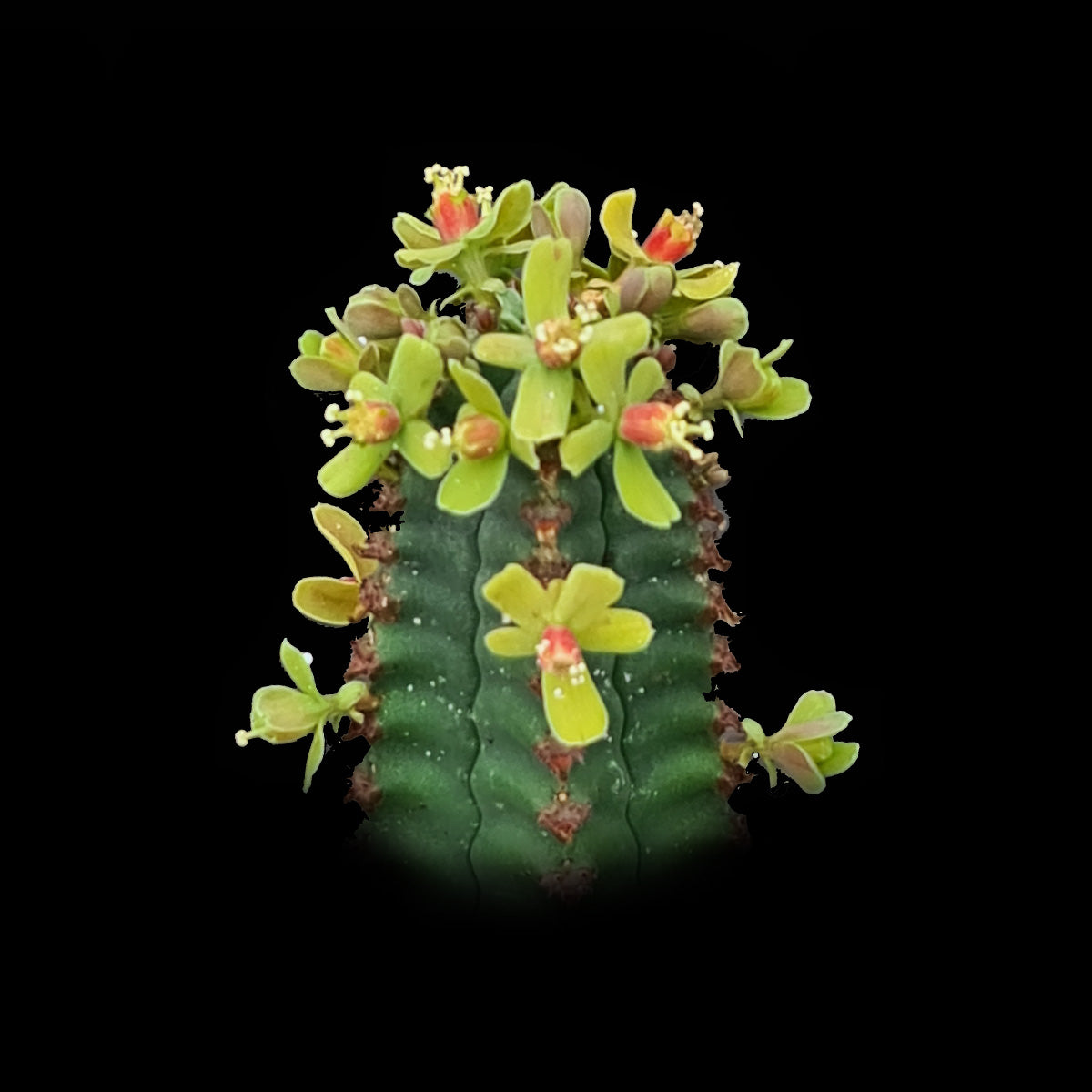 Euphorbia jansenvillensis  (NOT FOR WA)