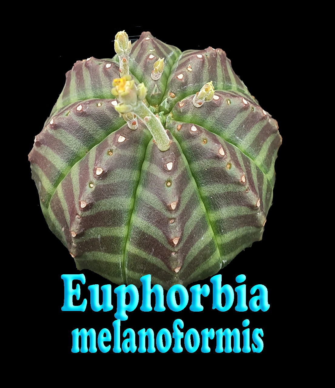 Euphorbia meloformis (NOT FOR WA)