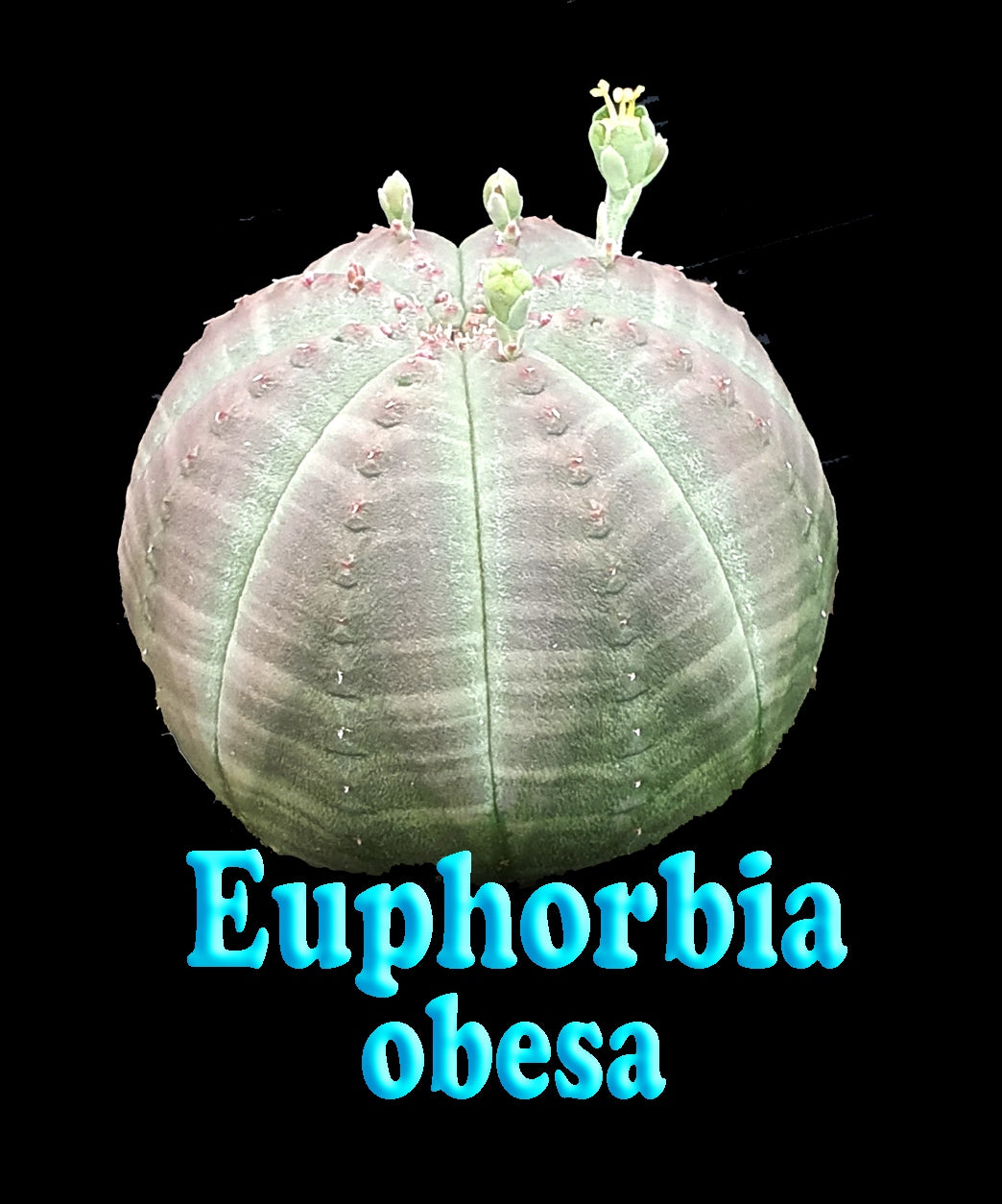 Euphorbia obesa (NOT FOR WA)