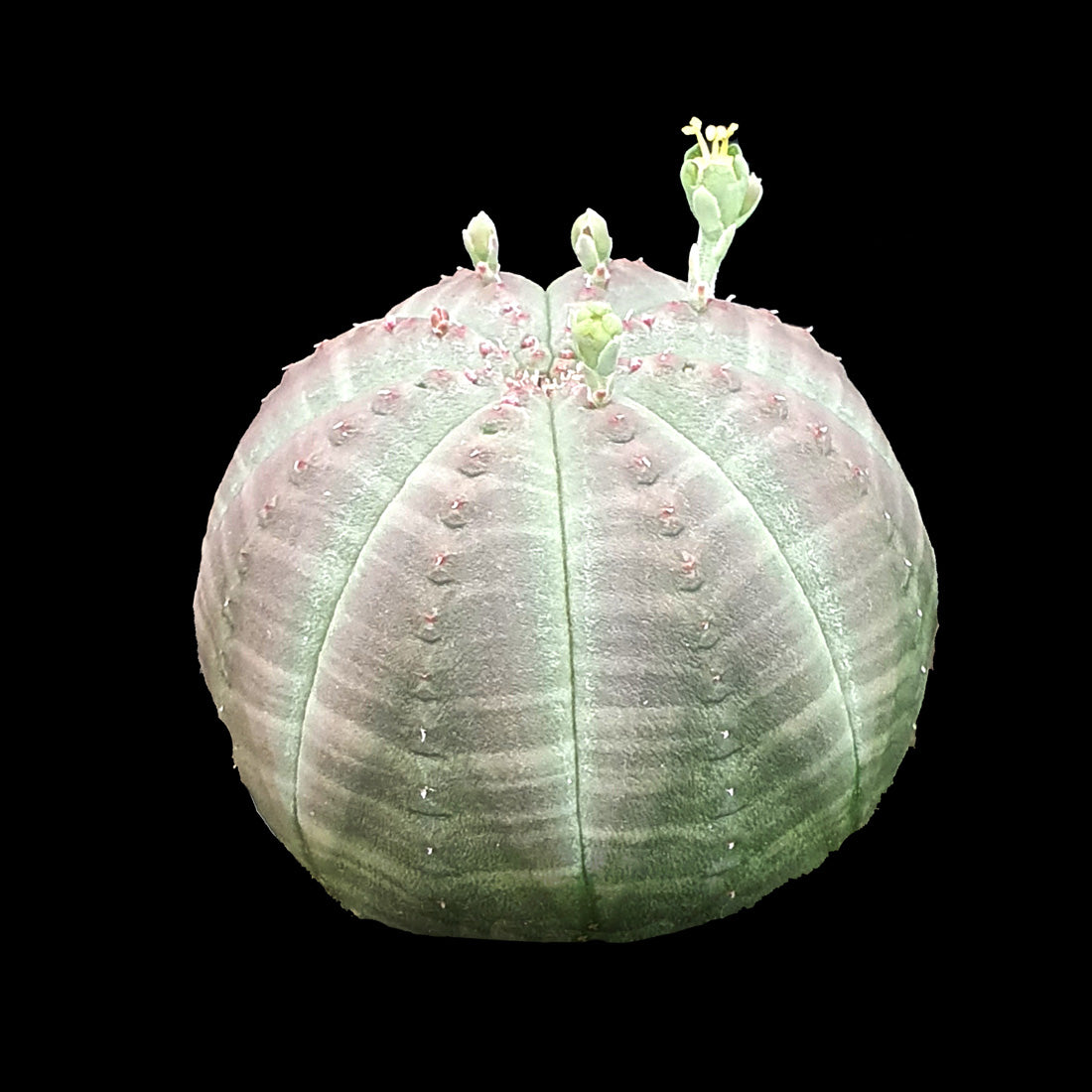 Euphorbia obesa - The Baseball Plant