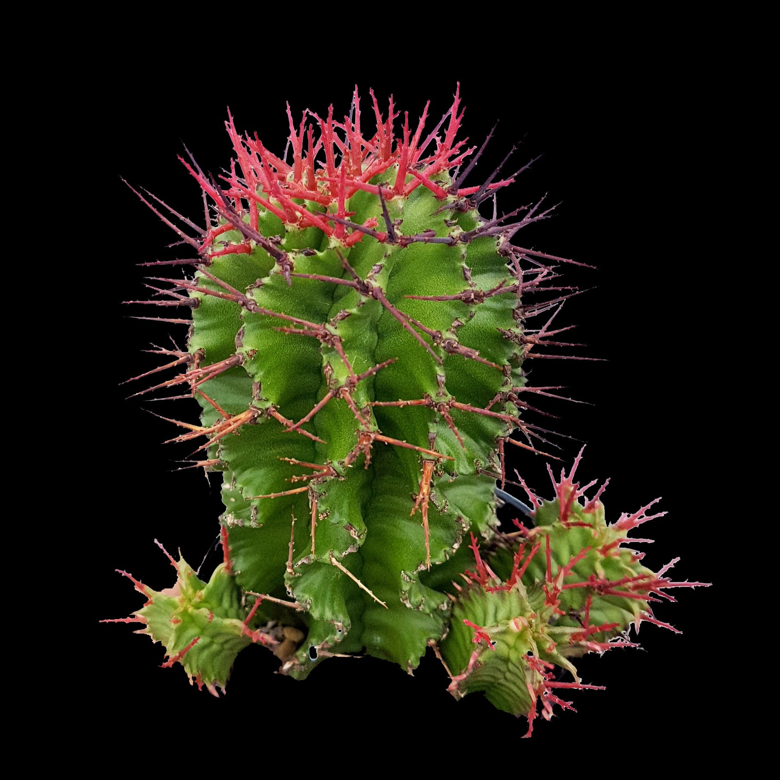 Euphorbia polygona (NOT FOR WA)