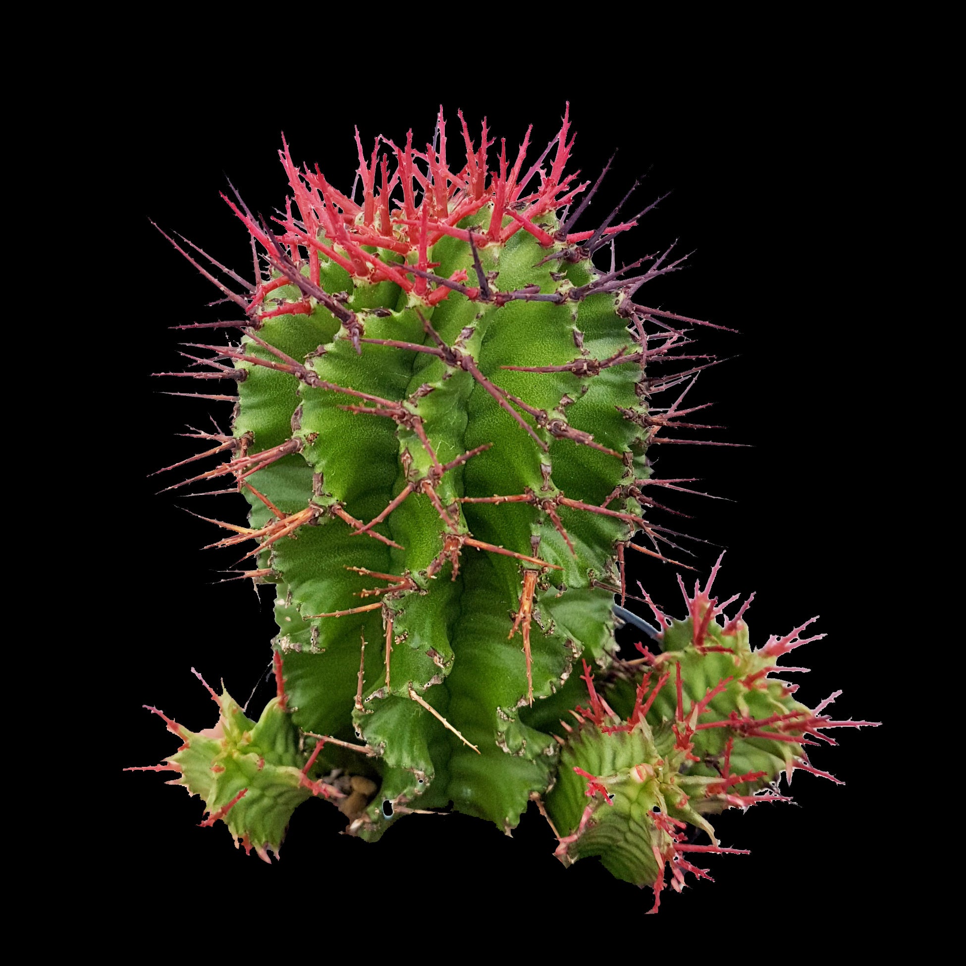 Euphorbia polygona (NOT FOR WA)