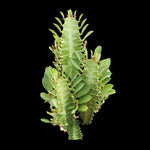 Euphorbia trigona 'Green Form' (Not for WA)