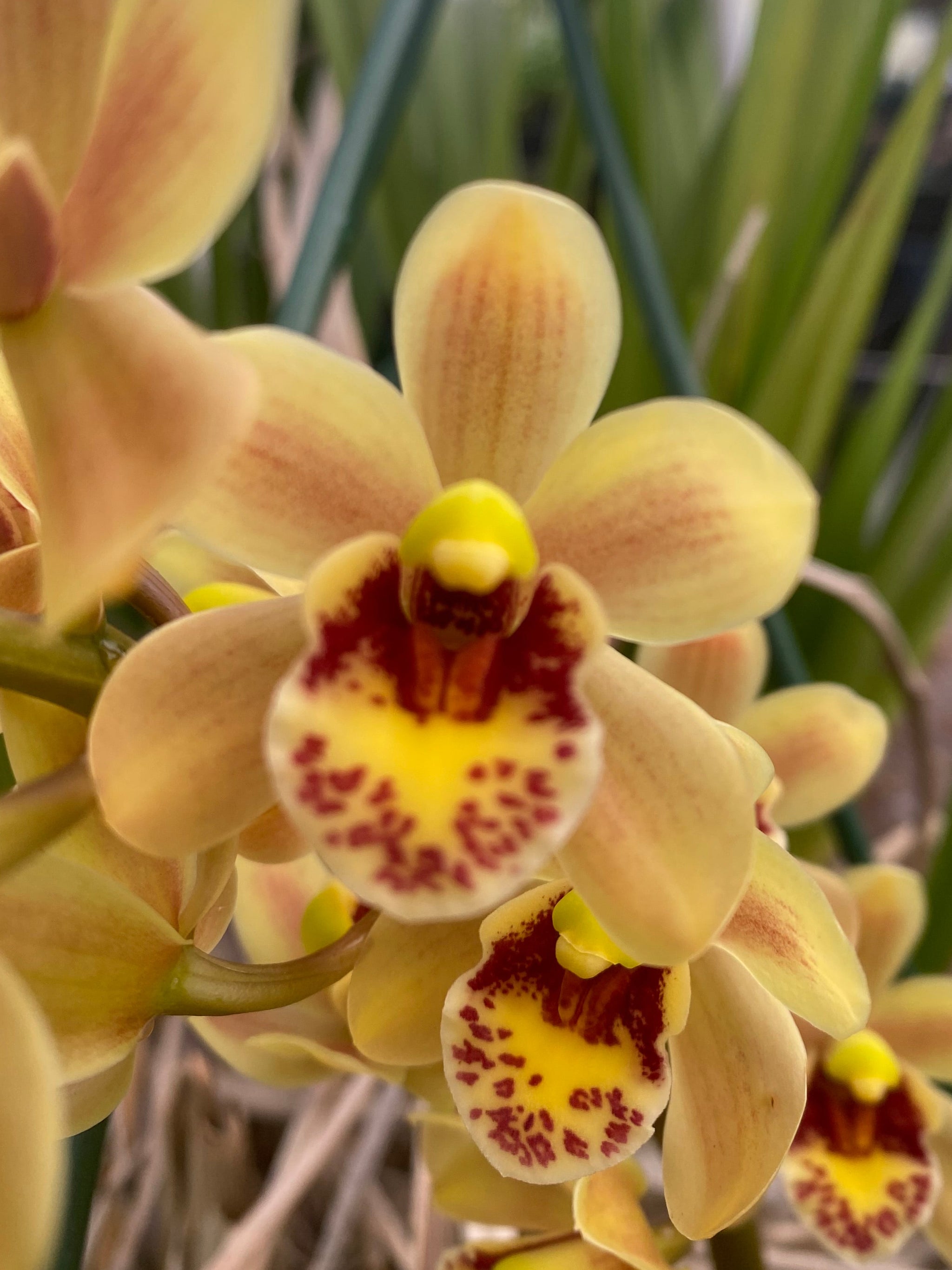 Cymbidium Eye of the Tiger ‘Sweet It Is’