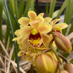 Cymbidium Eye of the Tiger ‘Sweet It Is’