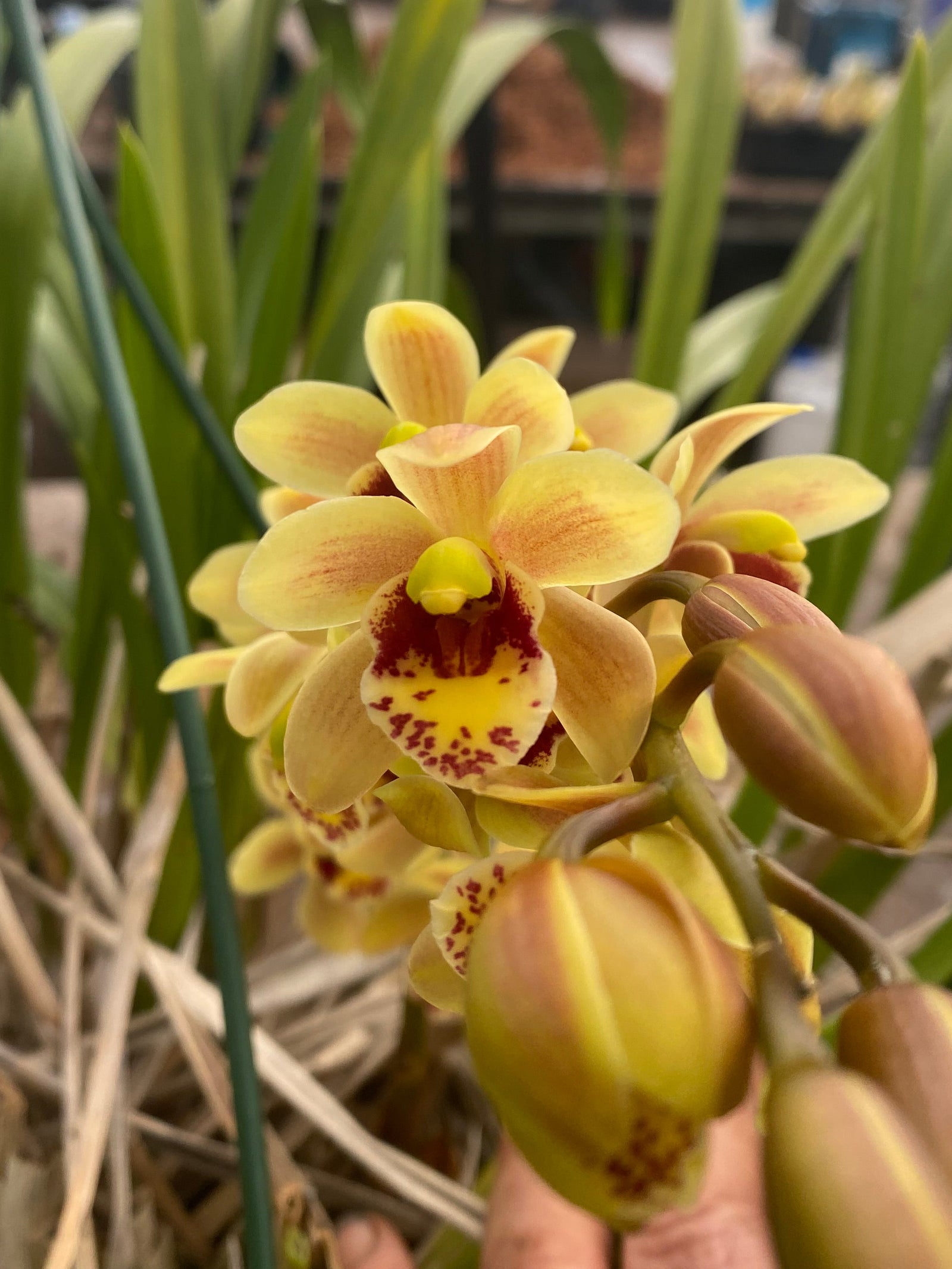 Cymbidium Eye of the Tiger ‘Sweet It Is’
