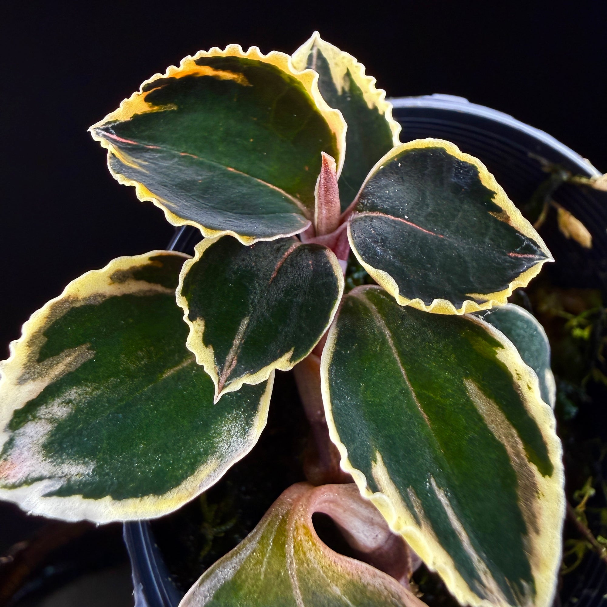Anoectochilus 'Black Swan' variegated