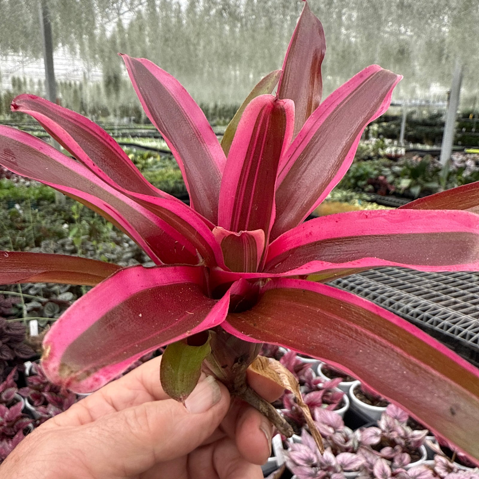 Neoregelia Fireball 'Lyda's Pride' - Bare rooted cuttings