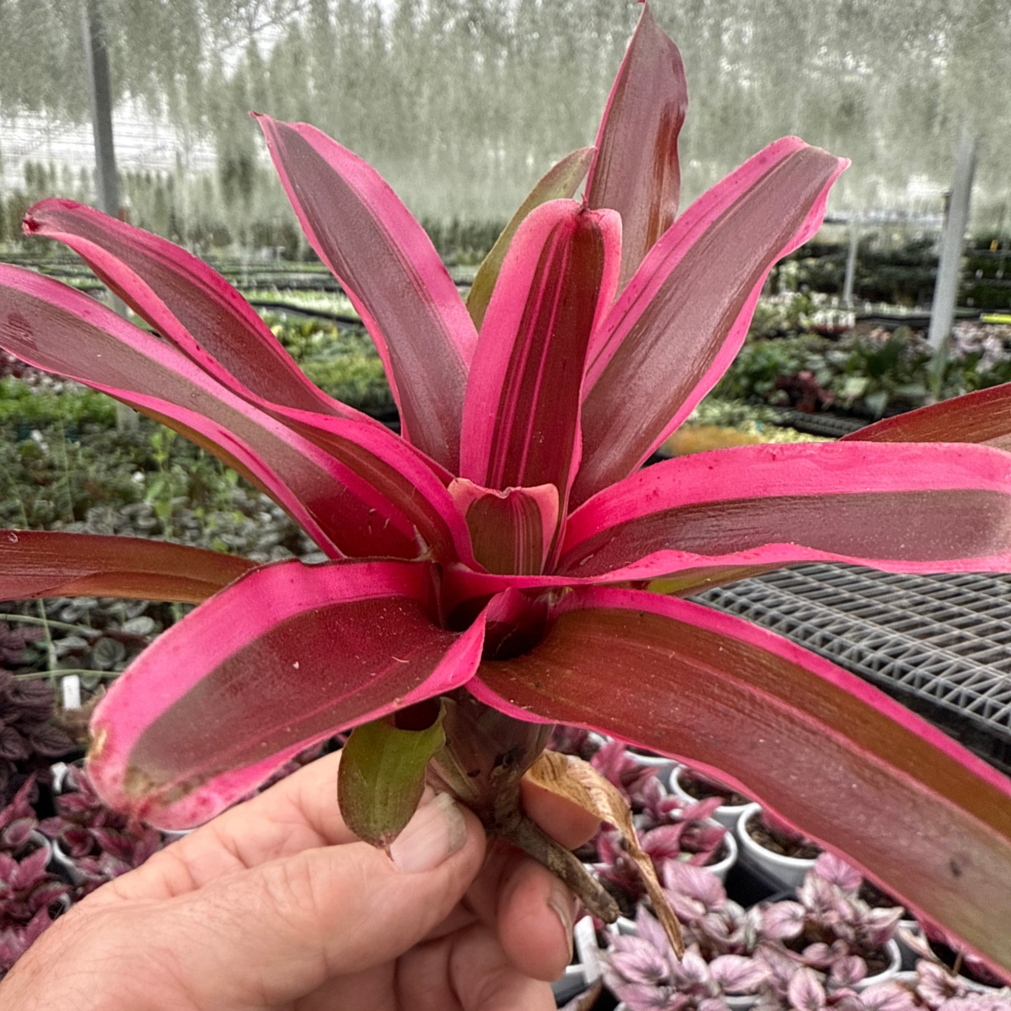 Neoregelia Fireball 'Lyda's Pride'