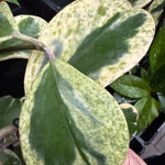 Hoya kerrii albomarginata 'Speckle' - Variegated Sweetheart Hoya