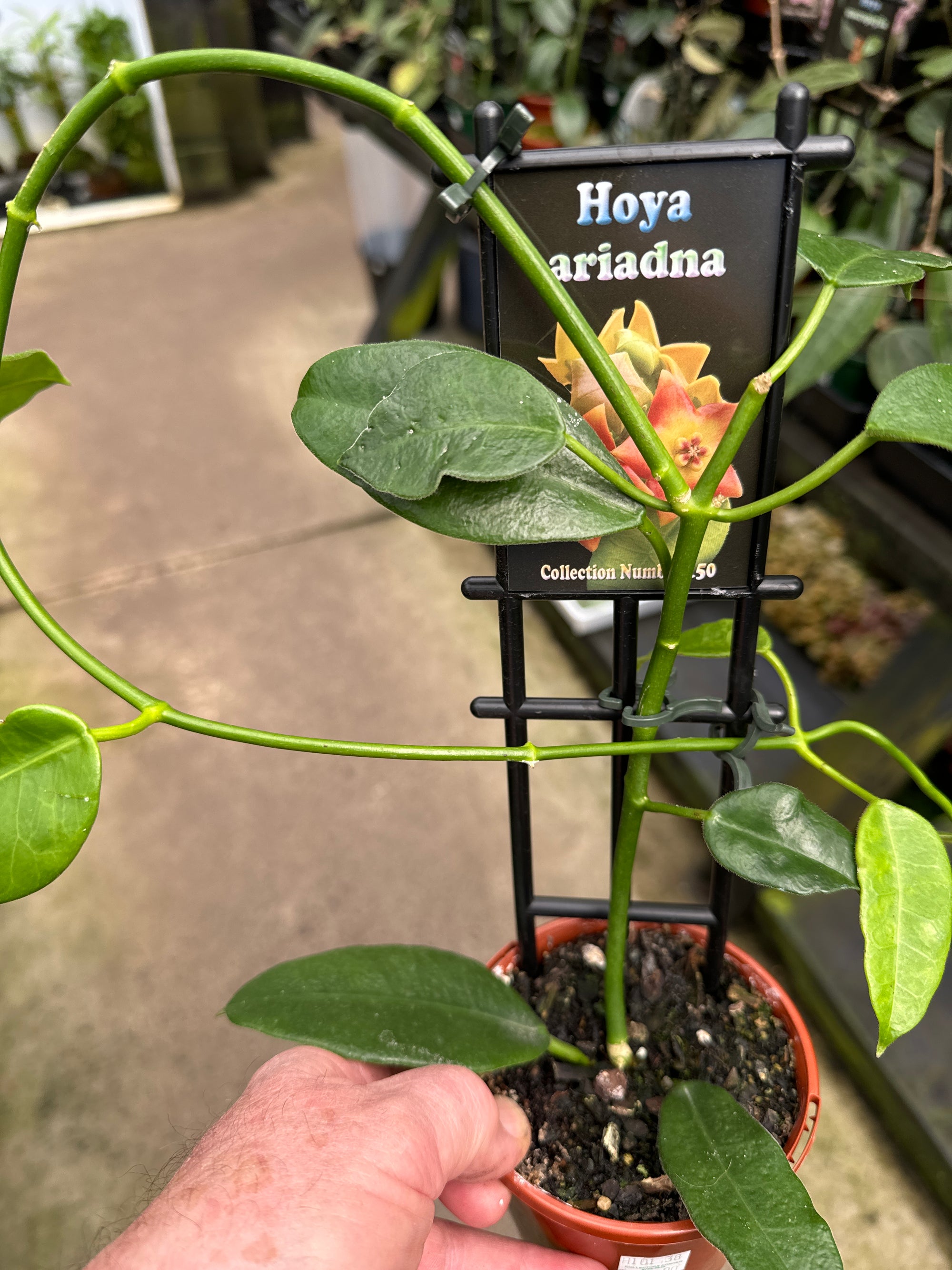 Hoya ariadna #150 100mm Pot