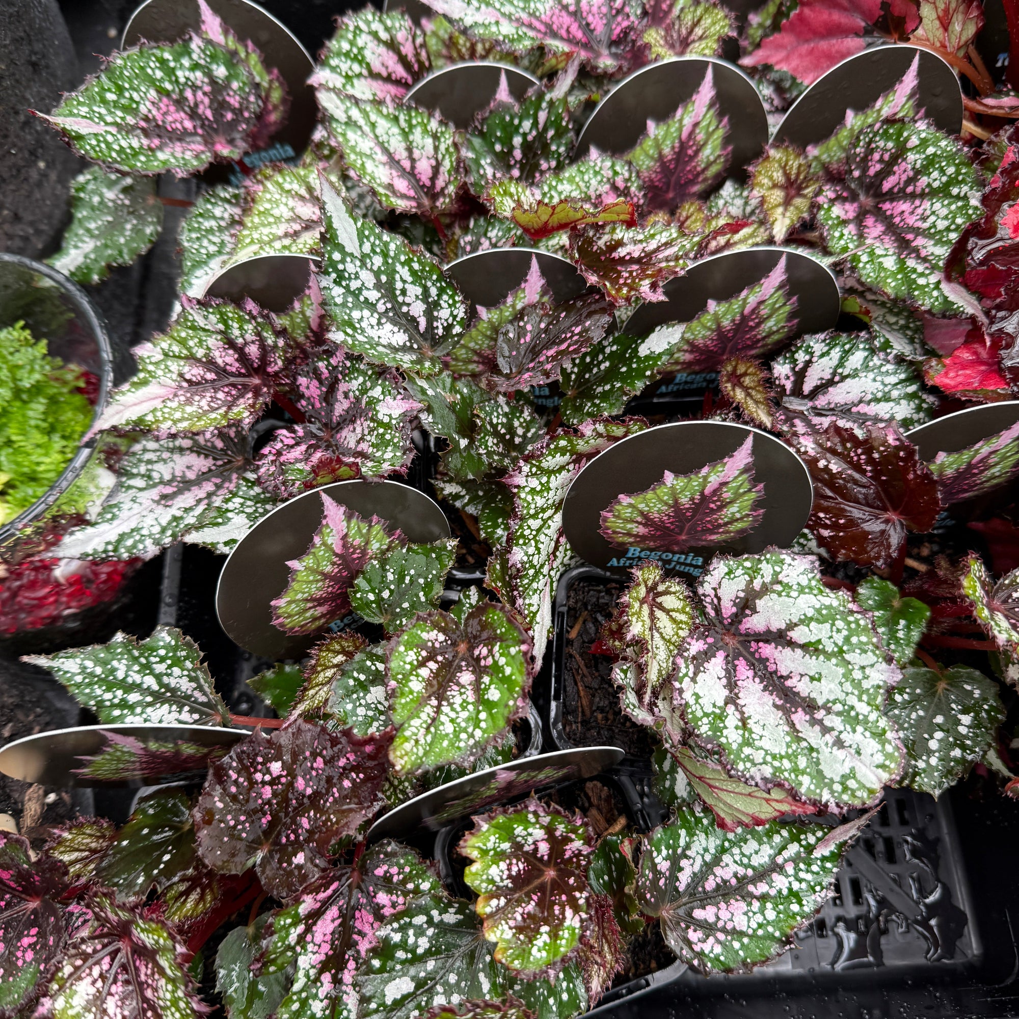 Begonia 'African Jungle' (WA - Prohibited)