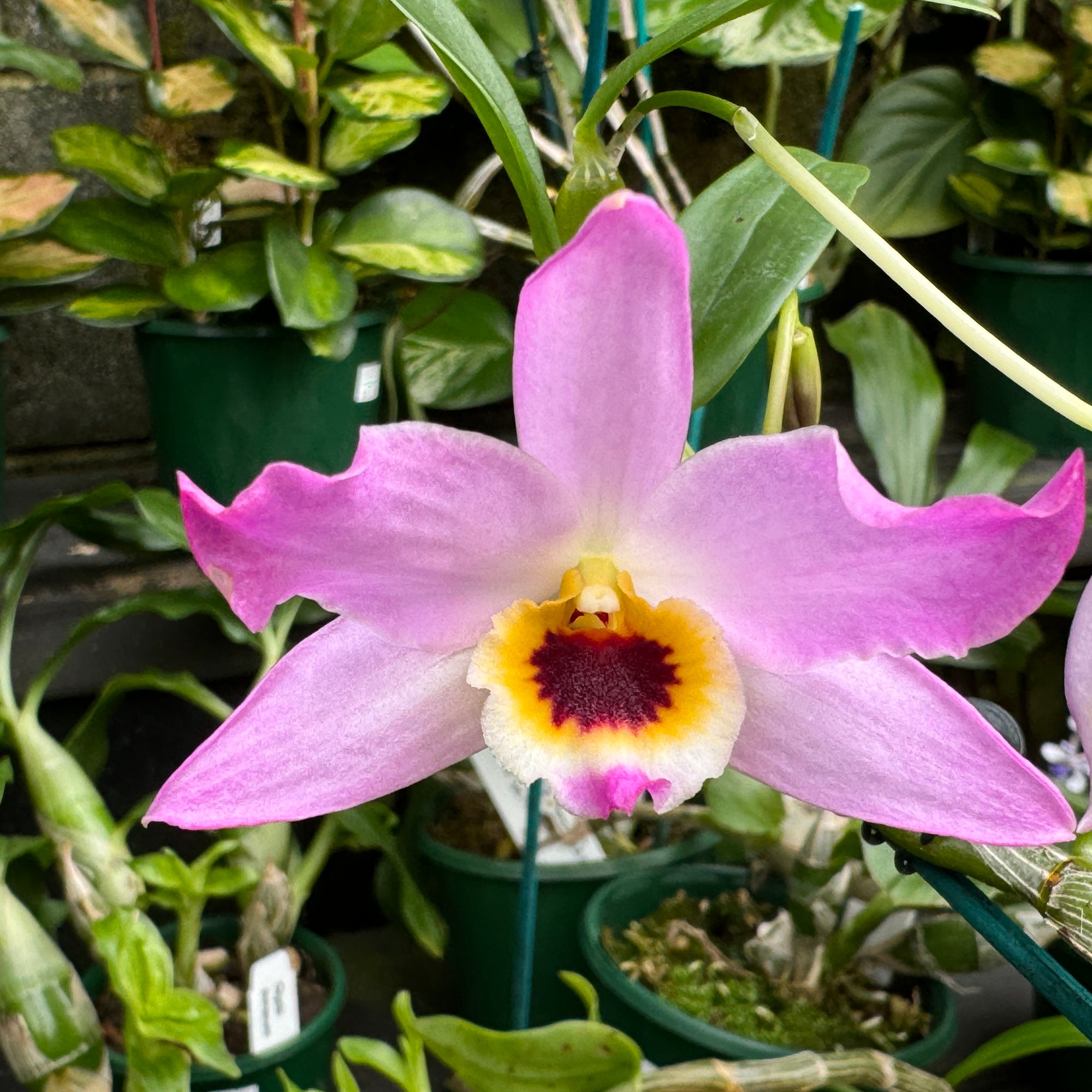 Dendrobium trantuanii 100mm potted