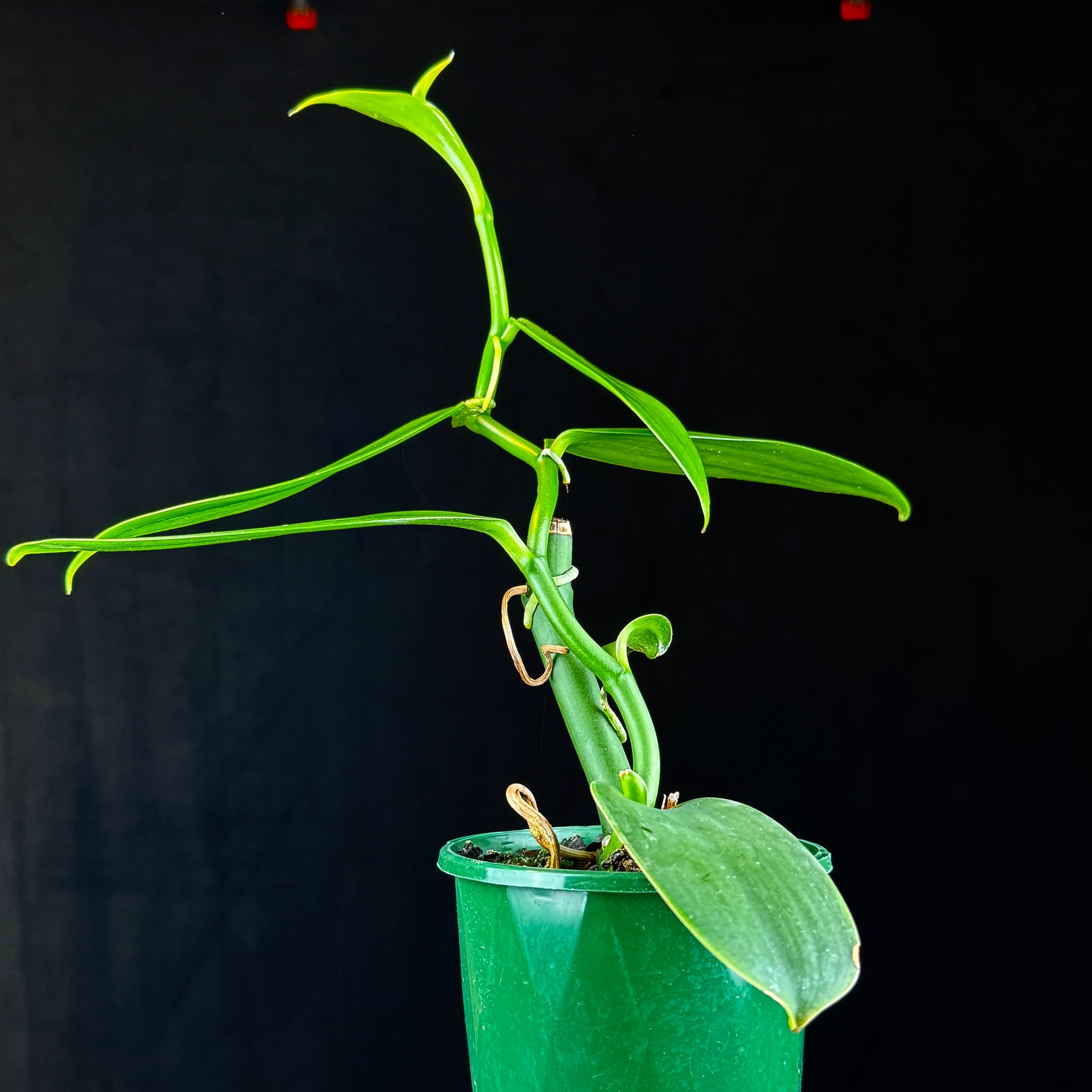 Vanilla planifolia – Vanilla Orchid
