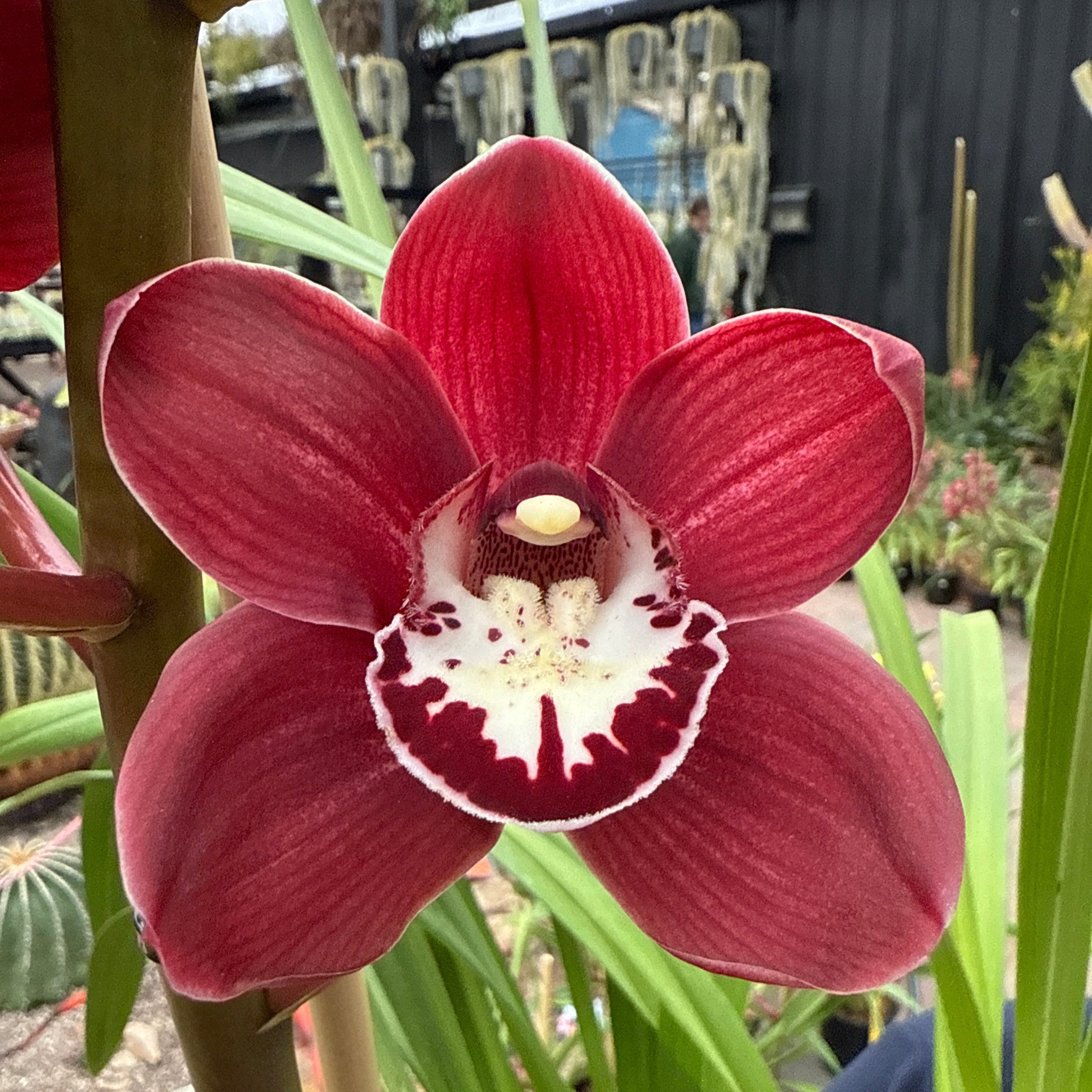 Cymbidium (Regal Beauty x Red Beauty) 'Red Globe'